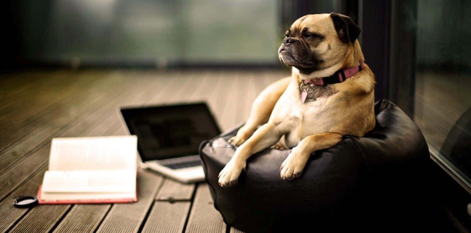 一隻八哥犬坐在黑色豆袋椅上，旁邊有筆記本電腦和打開的書本，位於木地板上。