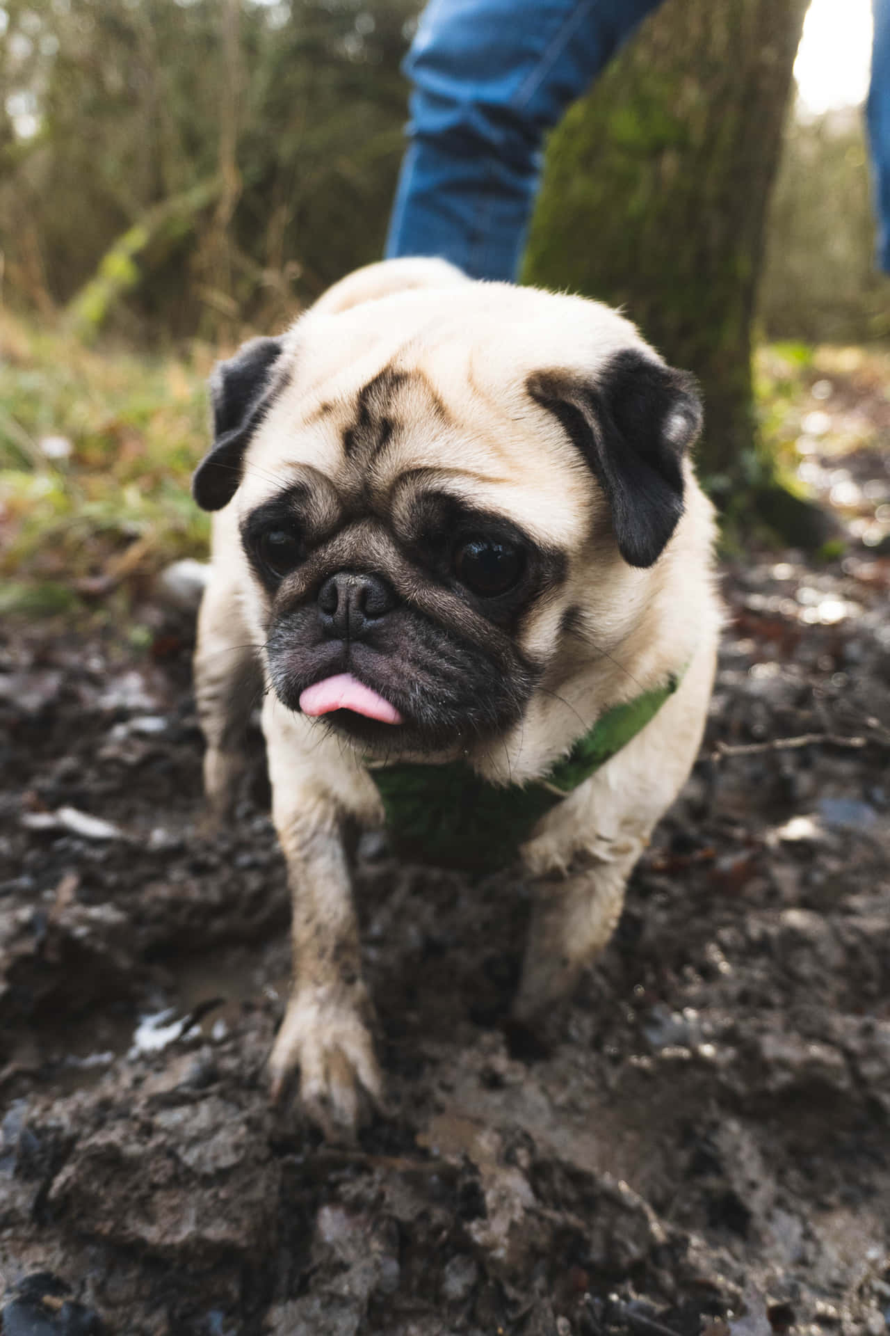 一隻穿著綠色背心的哈巴狗在泥濘的森林地面上行走。