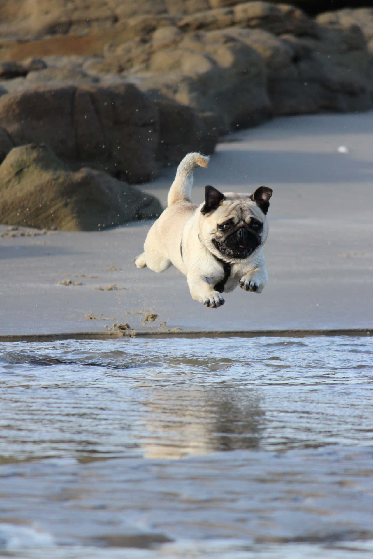 一隻八哥犬在沙灘上快樂地跳過淺海水。