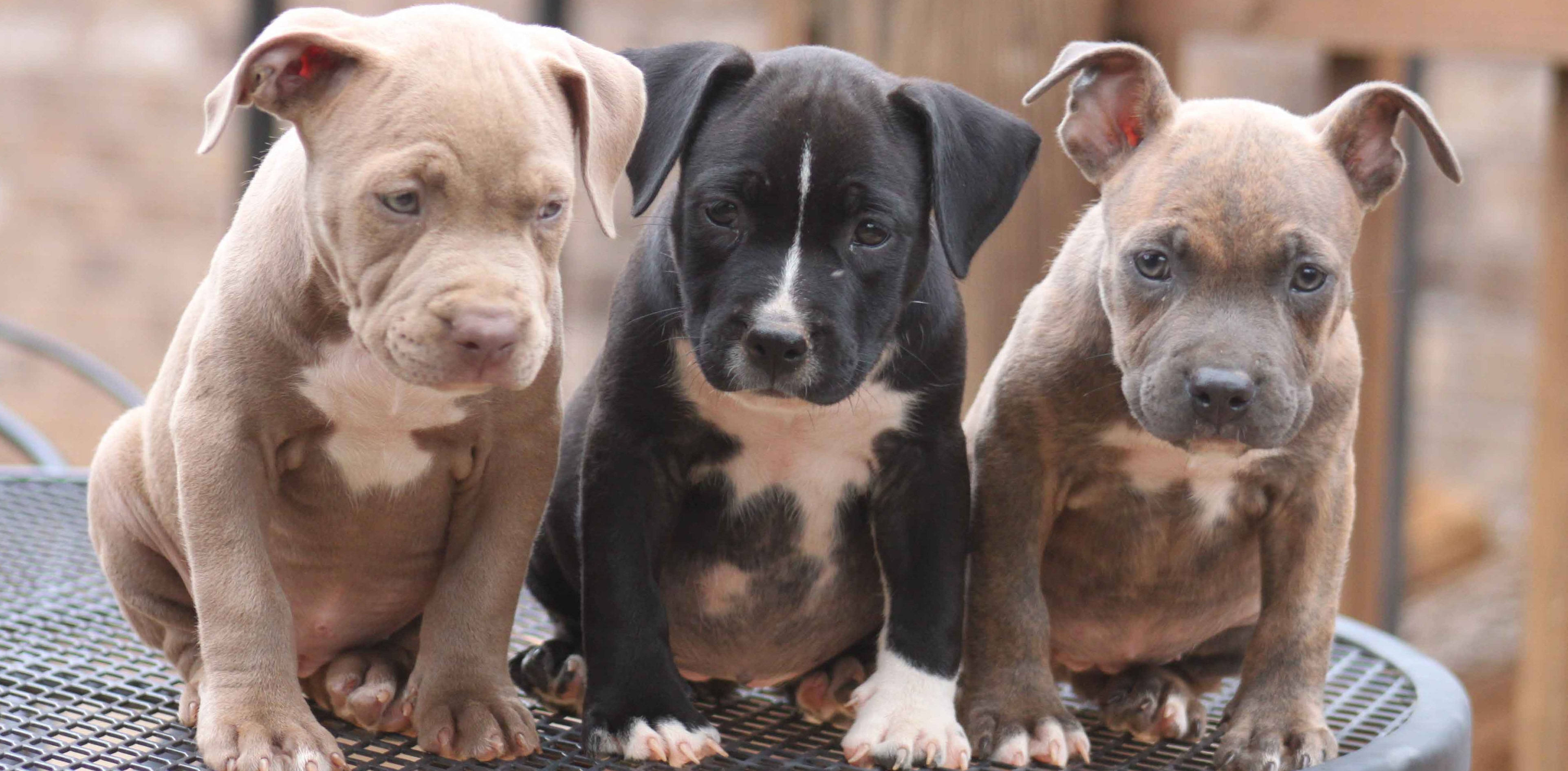 可愛鬥牛犬幼犬 壁紙 — 三隻可愛的比特犬幼犬，帶有獨特斑紋，並排坐在金屬網桌上，好奇地凝視著相機。