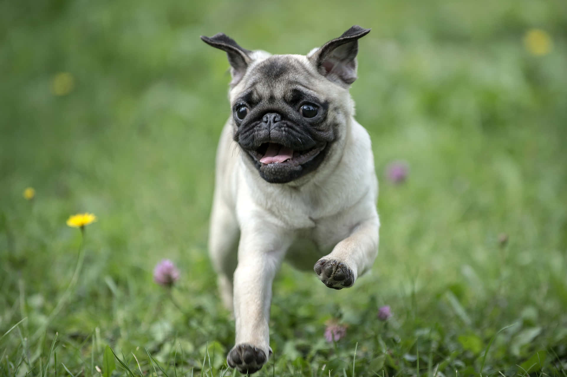 一隻頑皮的八哥犬幼犬在長滿野花的草地上奔跑。