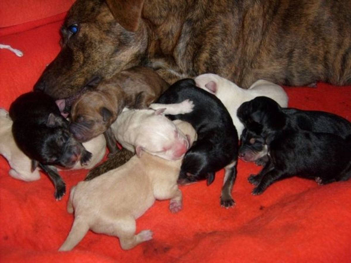 可愛鬥牛犬幼犬安睡 壁紙 — 一隻擁有虎斑毛嘅狗媽媽保護性地休息，而佢嘅各種顏色嘅新生小狗喺一張鮮紅色嘅毯子上食奶。
