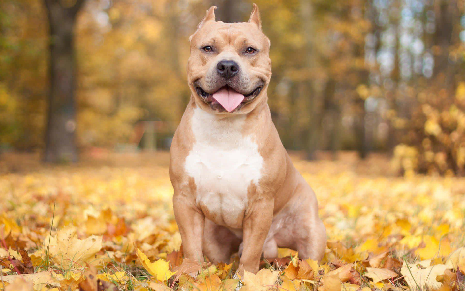 可愛鬥牛犬秋日圖片 壁紙 — 一隻快樂的比特犬自豪地坐在金色秋葉地毯上，背景是溫暖的森林。