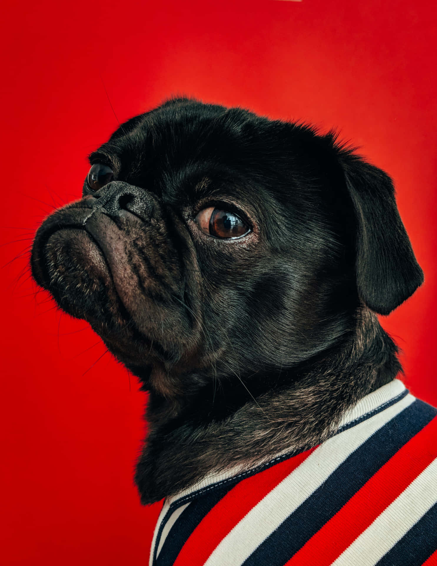 黑色八哥犬穿著條紋毛衣在紅色背景前向上看。
