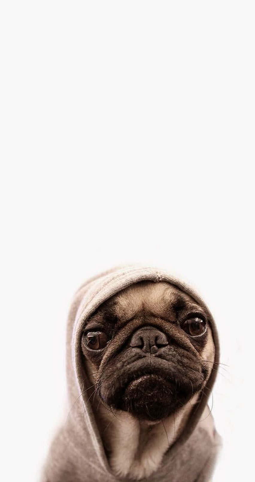 一隻穿著連帽衫的八哥犬，用大眼睛向上看。