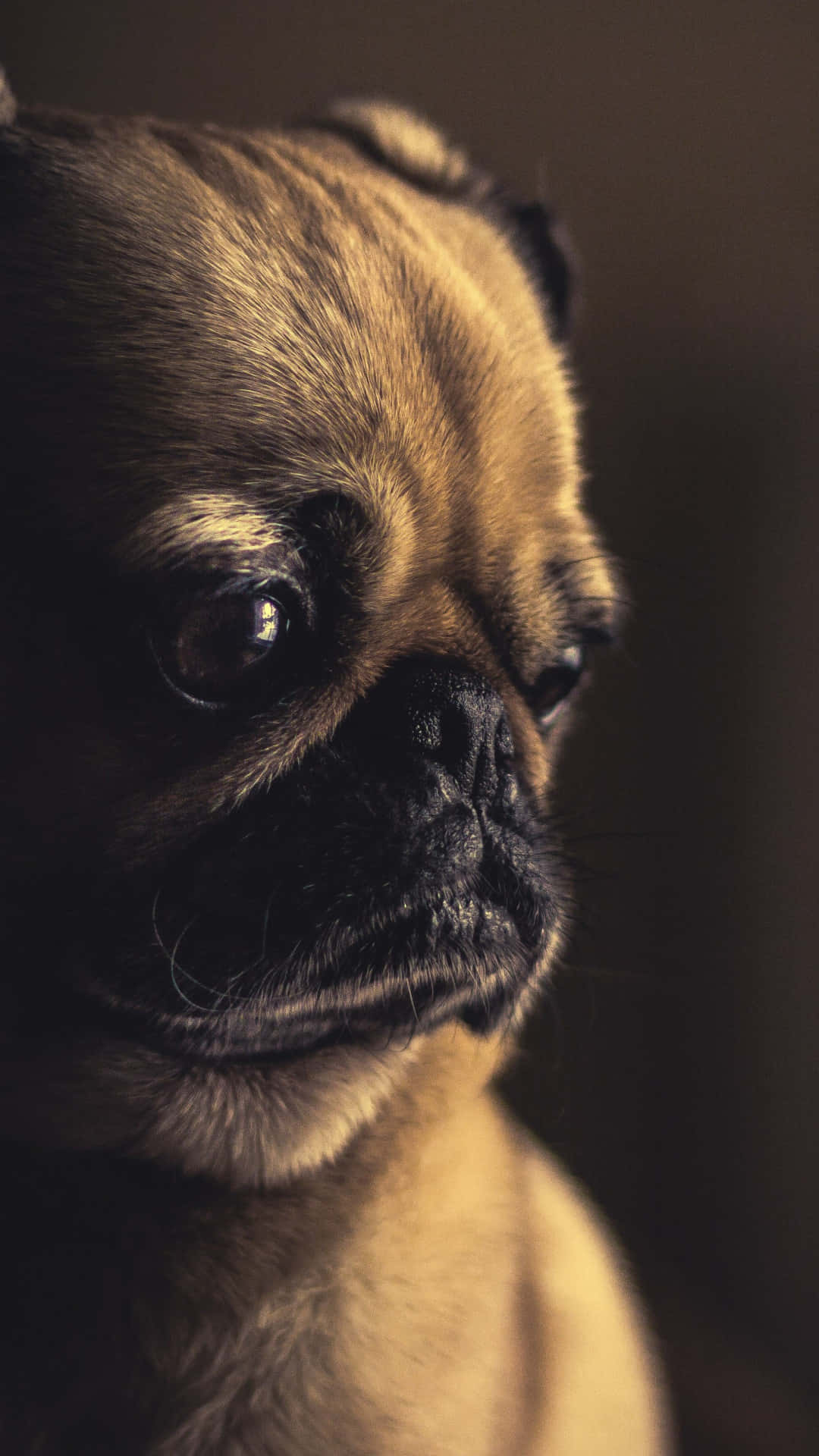 一隻淺黃色八哥犬，眼神富有表現力，在室內若有所思地凝視。