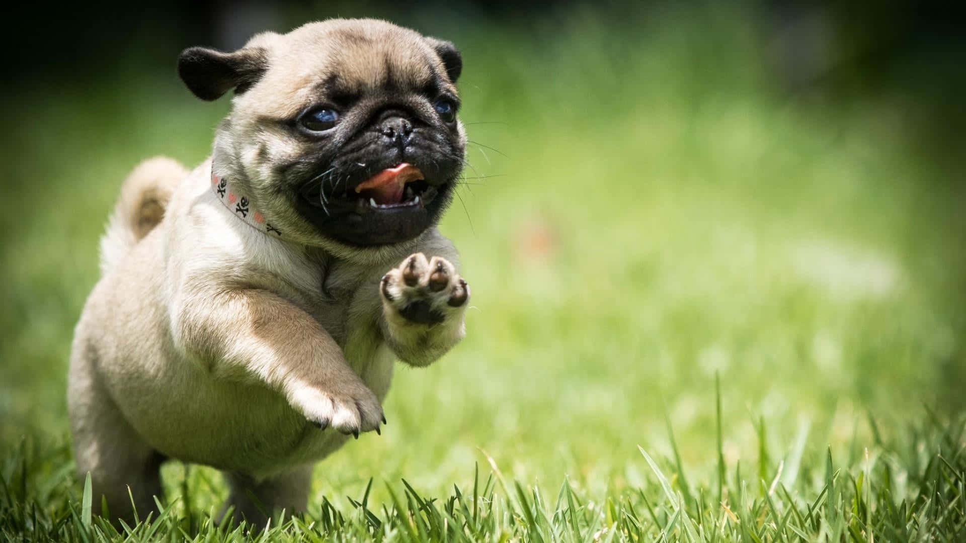 一隻快樂的八哥犬幼犬在陽光明媚的日子裡在綠色草地上奔跑。