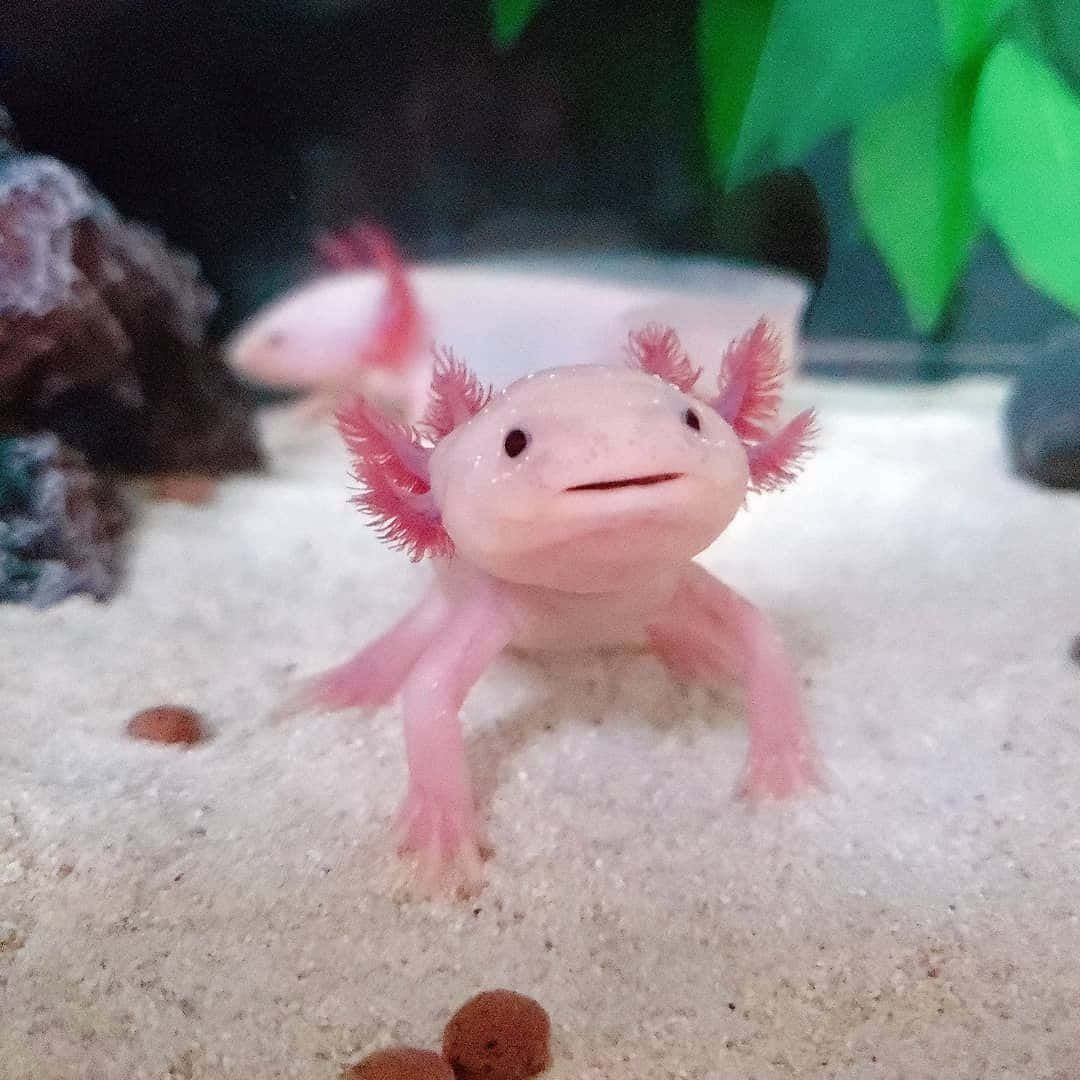 粉紅色墨西哥蠑螈有羽毛狀的鰓，站在沙質水族箱底部。