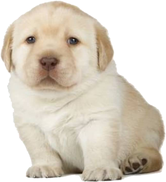 可愛黃色拉布拉多幼犬 壁紙 — 一隻毛茸茸的黃色拉布拉多幼犬，睜著大大的藍色眼睛，安靜地坐在純黑背景前。