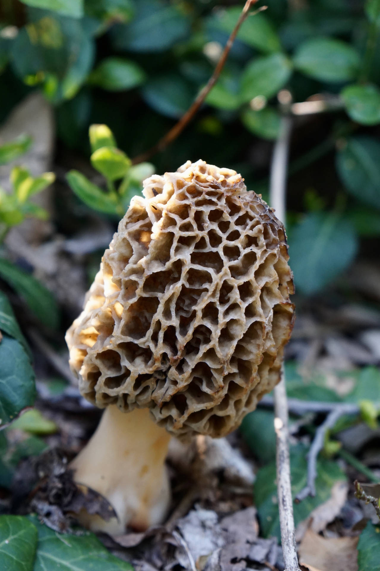 羊肚菌在綠葉和乾枯樹枝間生長。
