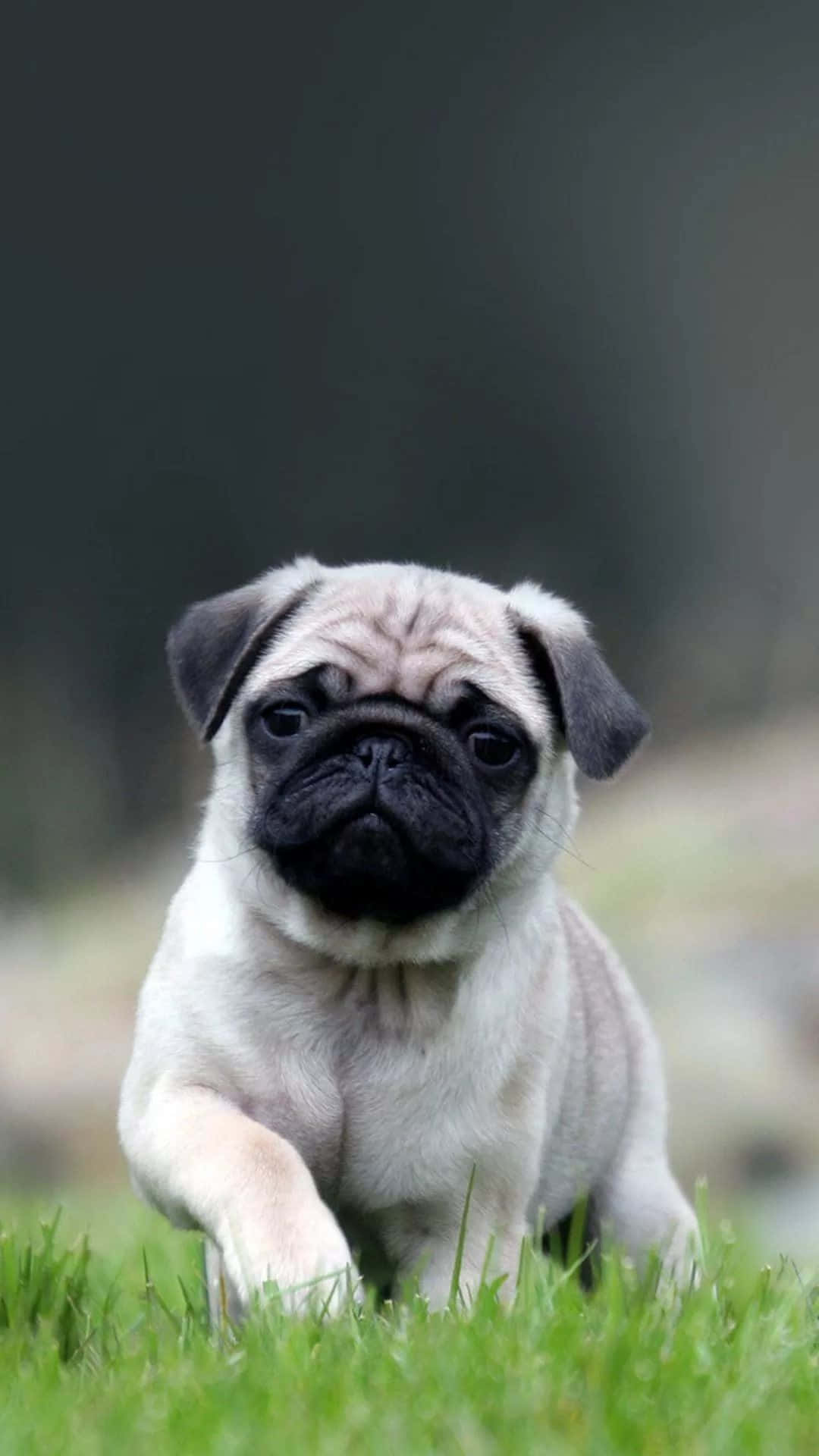 一隻小巴哥犬幼犬在綠色草地上奔跑，背景模糊。