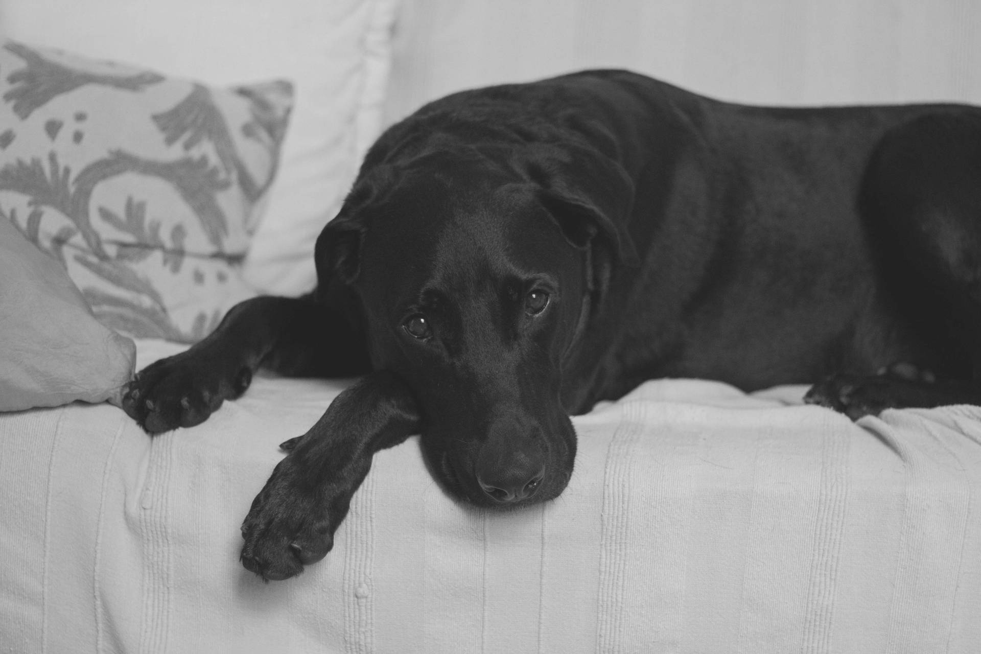 黑色拉布拉多犬將頭放在有圖案枕頭的白色床上。