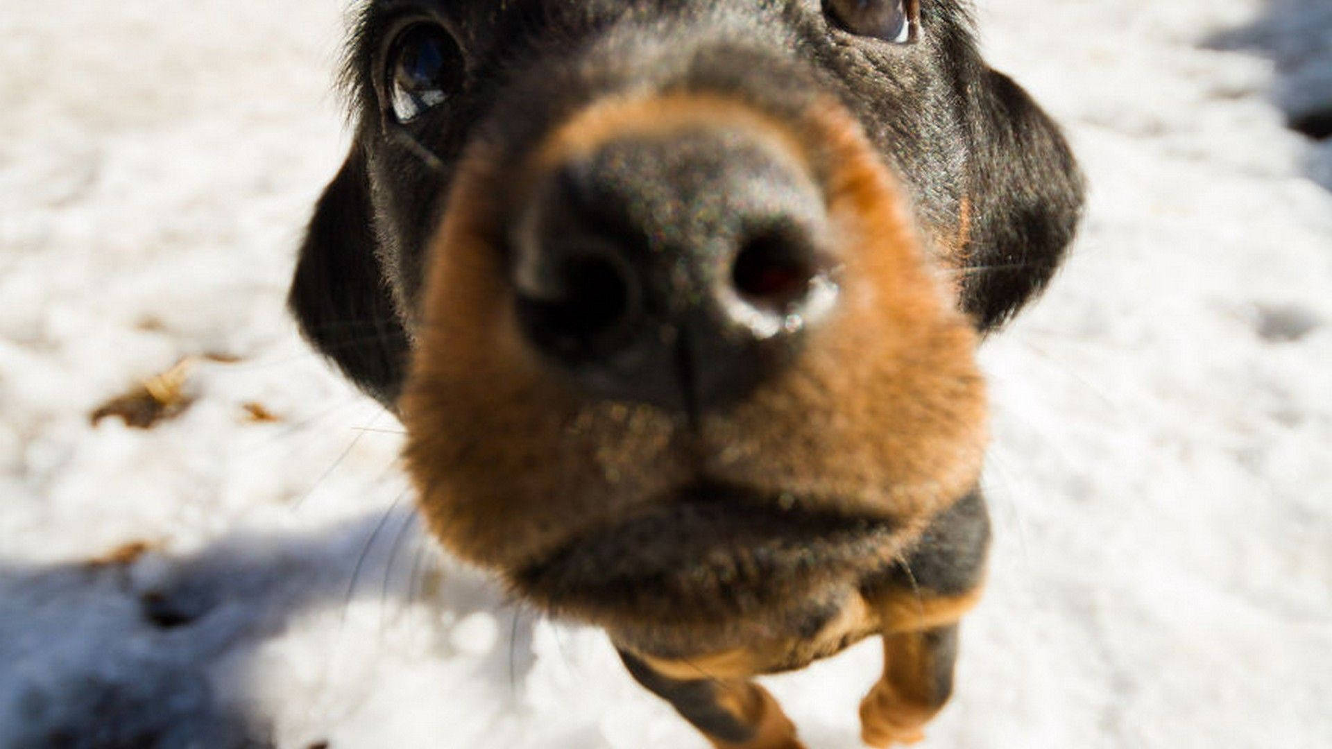 可愛黑棕長毛獵犬幼犬桌面壁紙