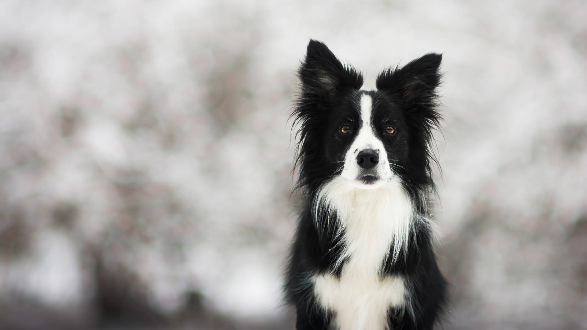 一隻黑白邊境牧羊犬，在雪地戶外環境中，豎起警覺的耳朵，琥珀色的眼睛。