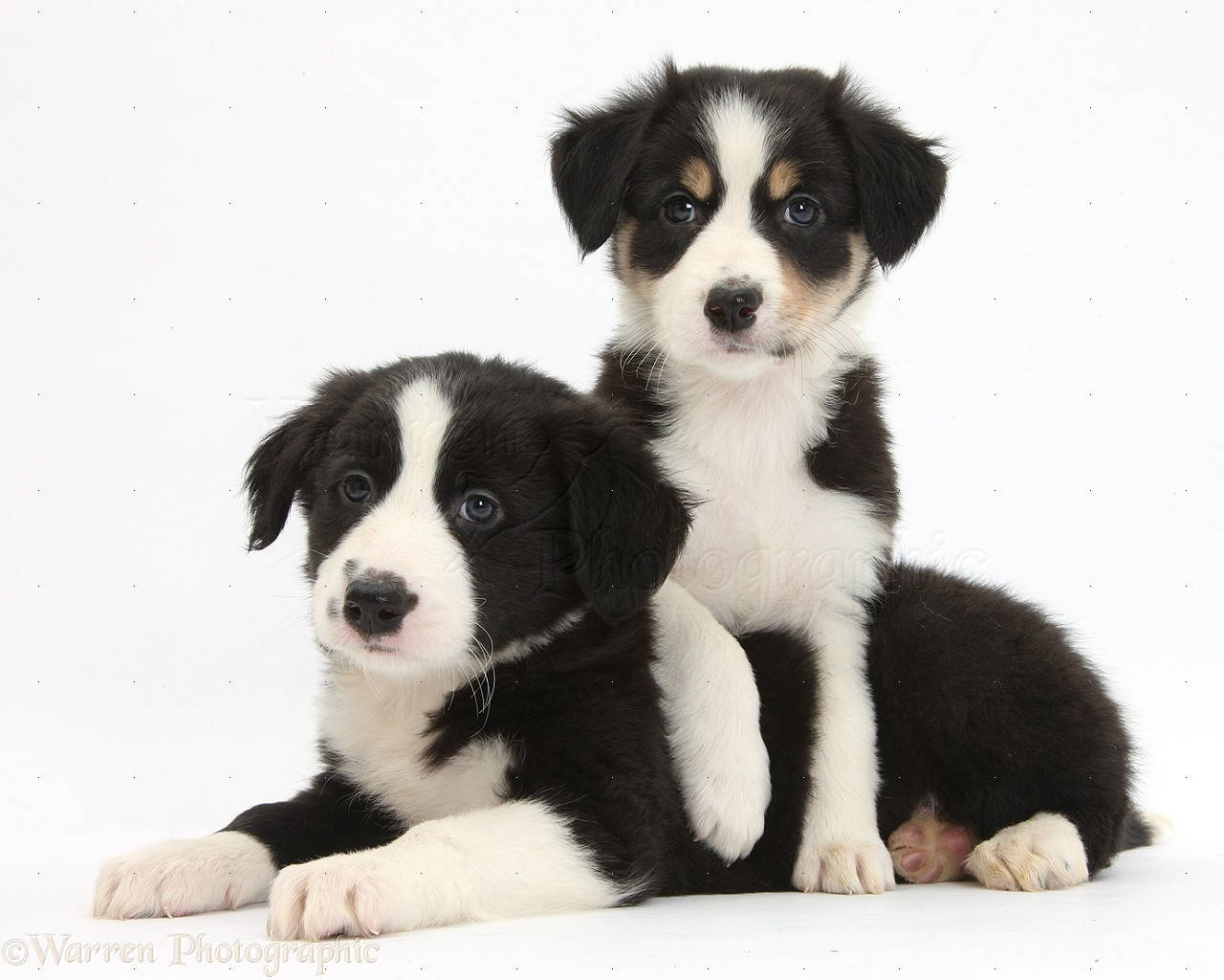 可愛黑白邊境牧羊犬幼犬 壁紙 — 兩隻可愛的黑白邊境牧羊犬幼犬，擁有引人注目的藍色眼睛，在潔白的背景前擺姿勢。