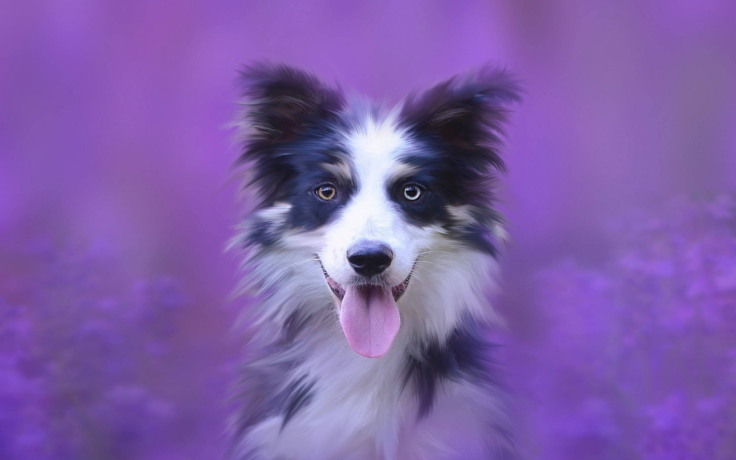 可愛黑紫風格狗狗 壁紙 — 一隻快樂的邊境牧羊犬，毛色黑白棕，在夢幻紫色花卉背景前伸出粉紅色舌頭。