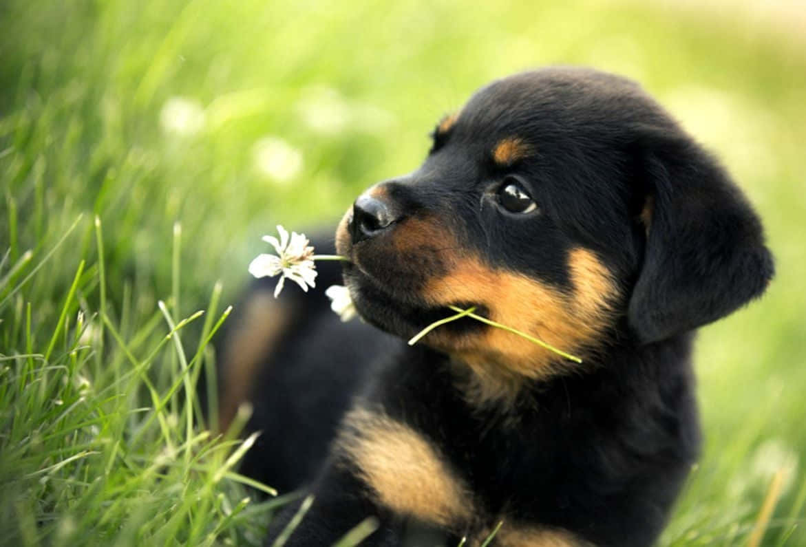 一隻黑棕色幼犬在綠草上叼著一朵白色雛菊。