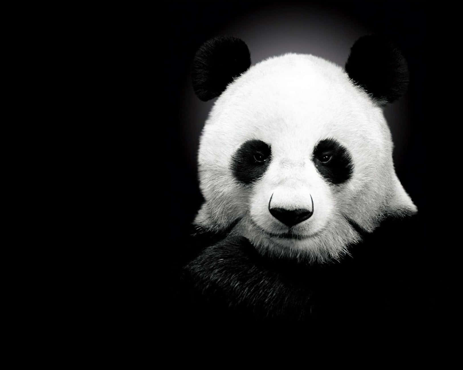 可愛黑色背景 — 可愛黑色動圖 壁紙