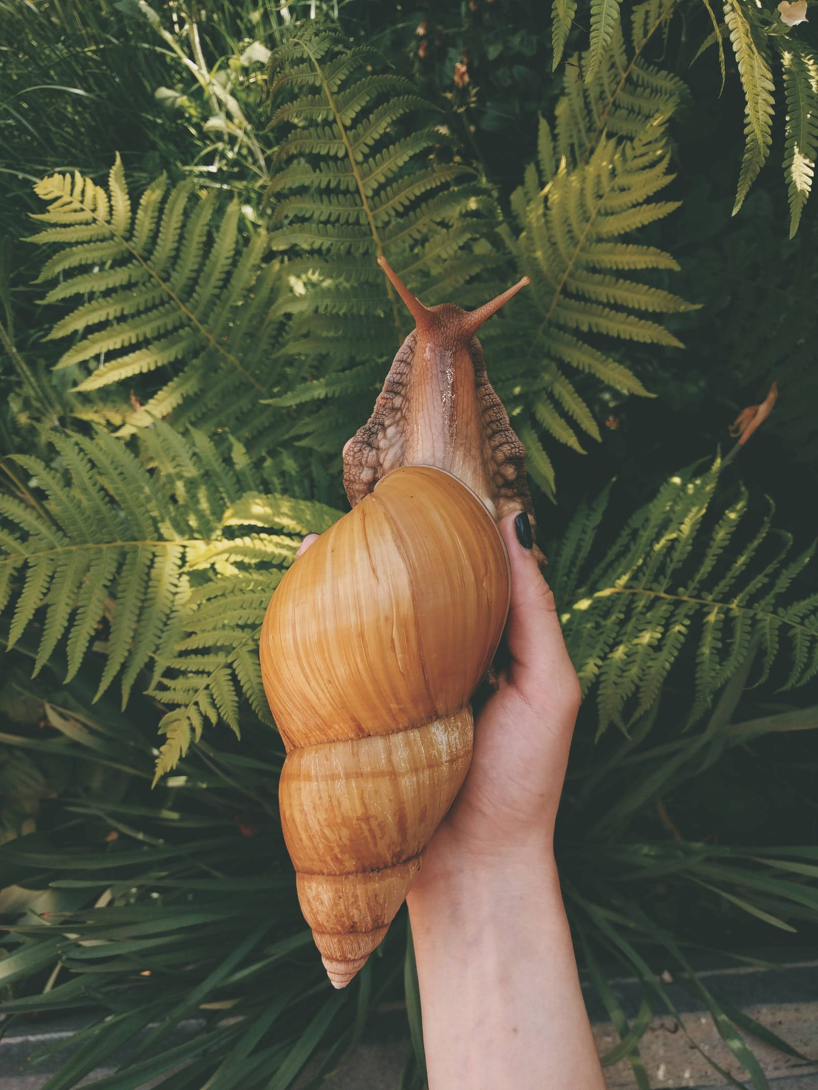 可拍Instagram的巨型蝸牛模型 壁紙 — 一隻手輕輕托住一隻巨大的金棕色蝸牛，背景是斑駁陽光下茂密的綠色蕨類植物。
