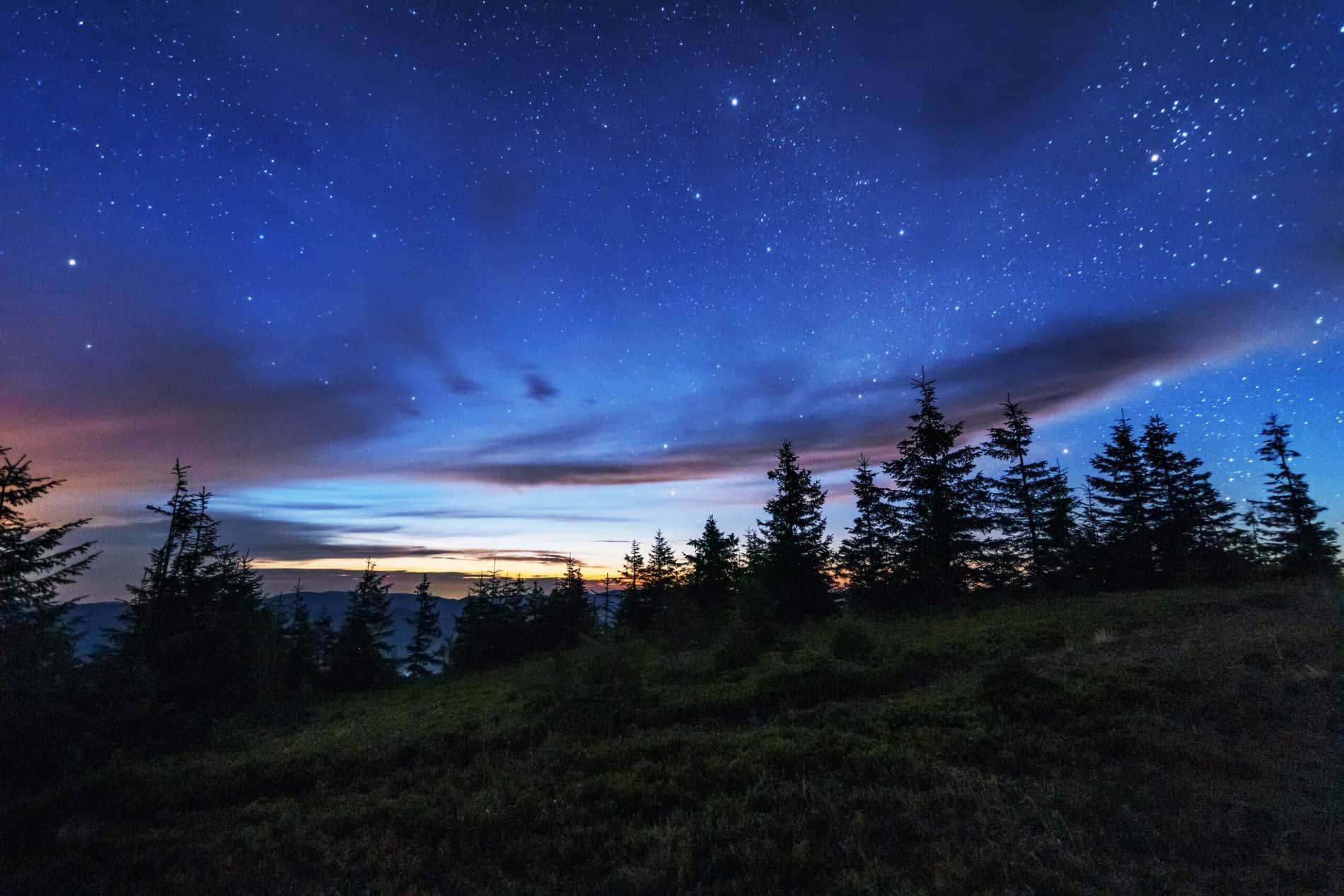 在帶有紫色和藍色色調的星空暮色天空下的松樹剪影。