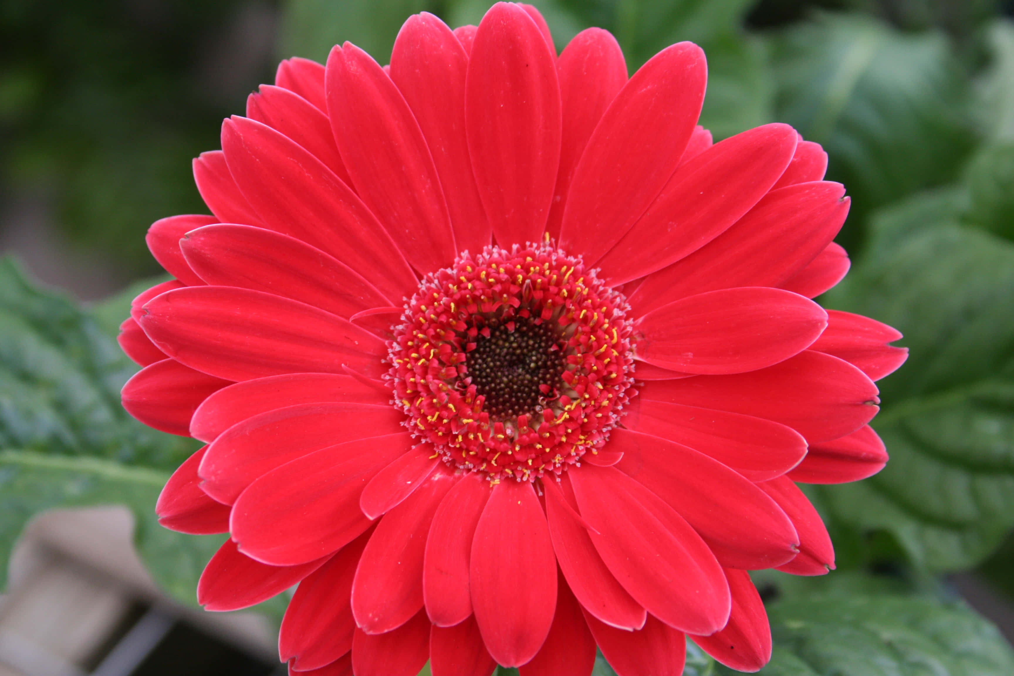 可親吻的紅色雛菊花朵圖 壁紙 — 一朵鮮紅的非洲菊雛菊，帶有黃色雄蕊，在柔焦的綠色葉子背景中盛開。