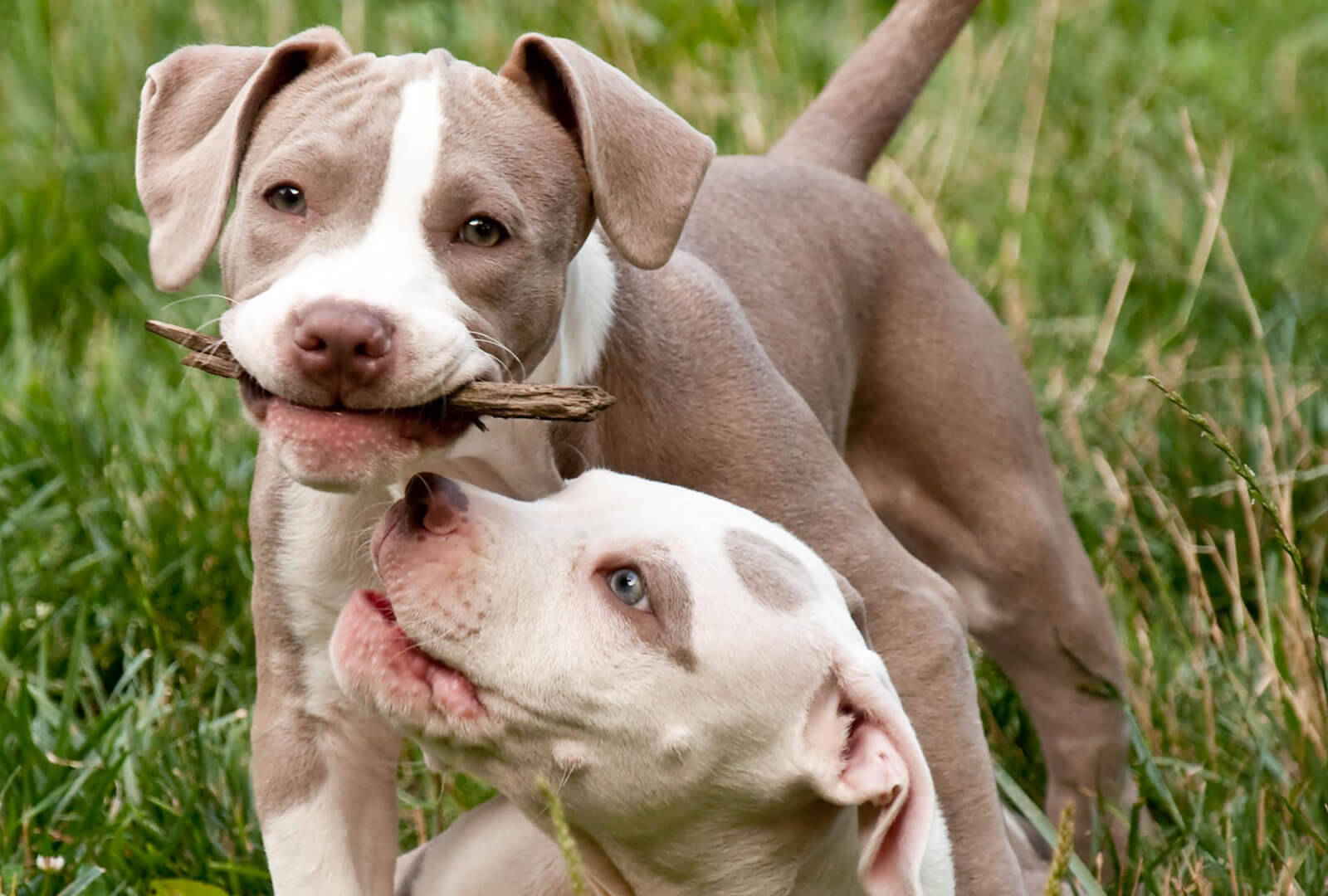 叼著木棍的鬥牛犬幼犬 壁紙 — 兩隻頑皮的比特犬幼犬，毛色棕白相間，在翠綠的草地上爭奪一根樹枝。