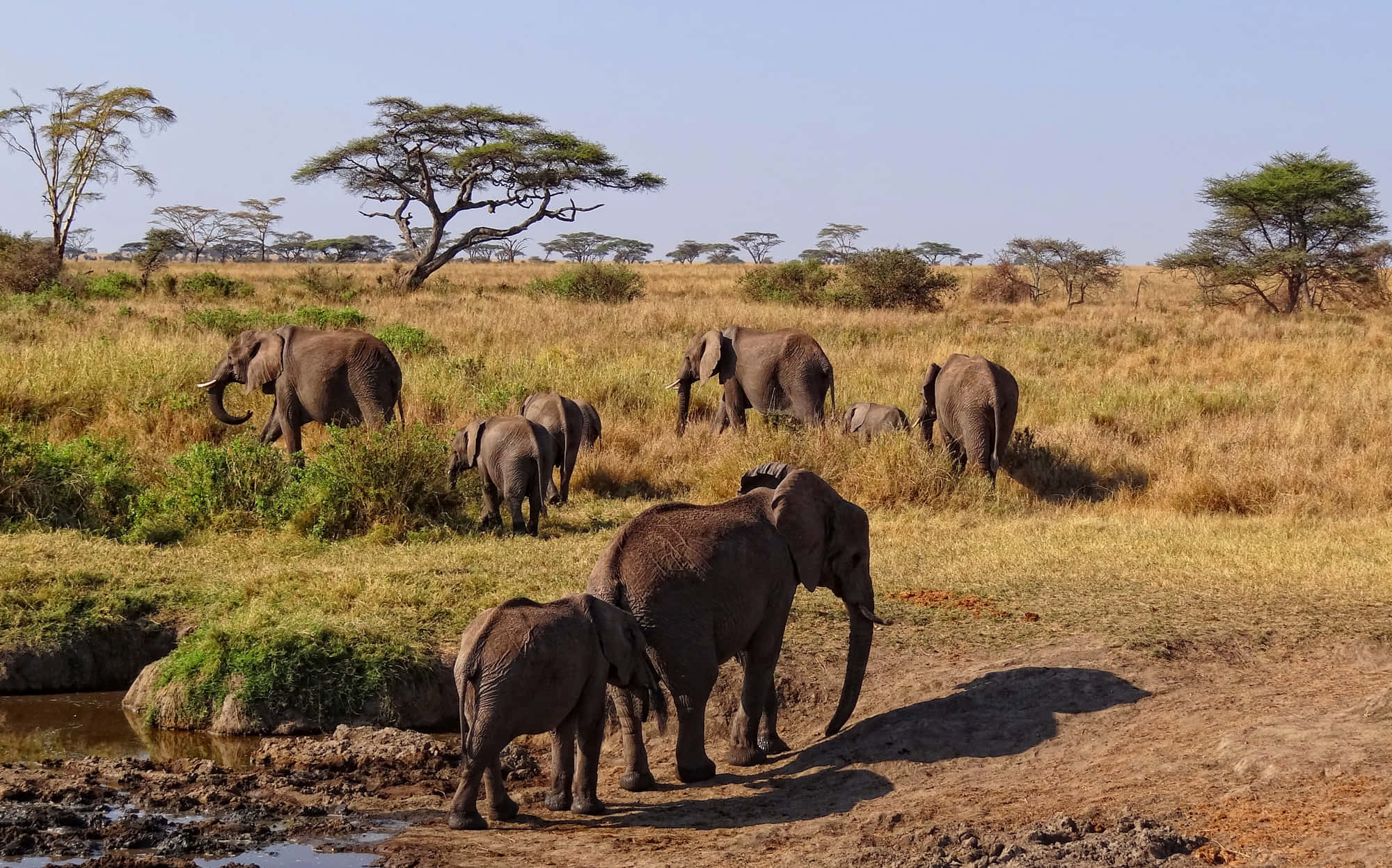 African Wildlife 桌布 壁紙 — 各種大小的非洲大象聚集在泥濘的水坑周圍，在晴朗的藍天下，金色的稀樹草原上。
