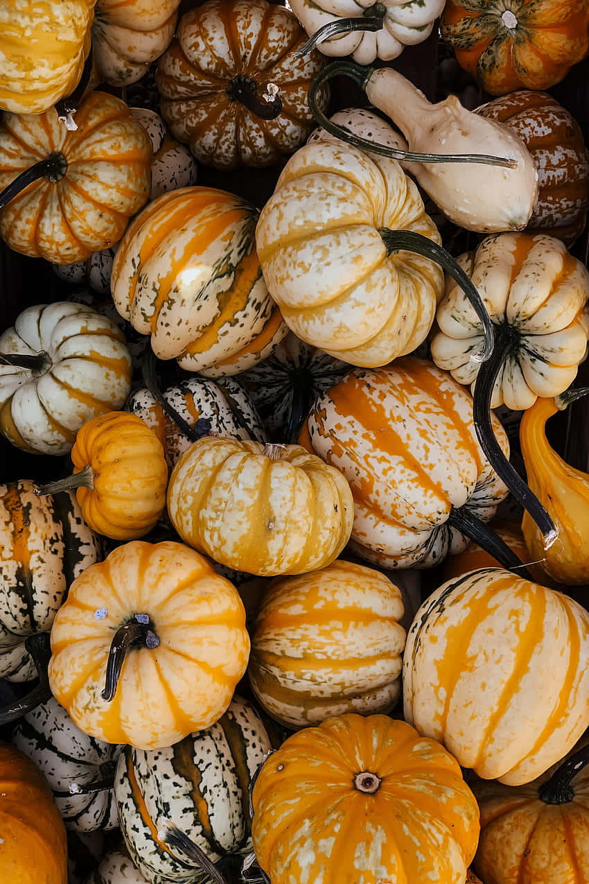 Autumn Food 桌布 壁紙 — 各種帶有橙色、白色和黑色圖案的南瓜和葫蘆堆疊在一起的鮮豔特寫。