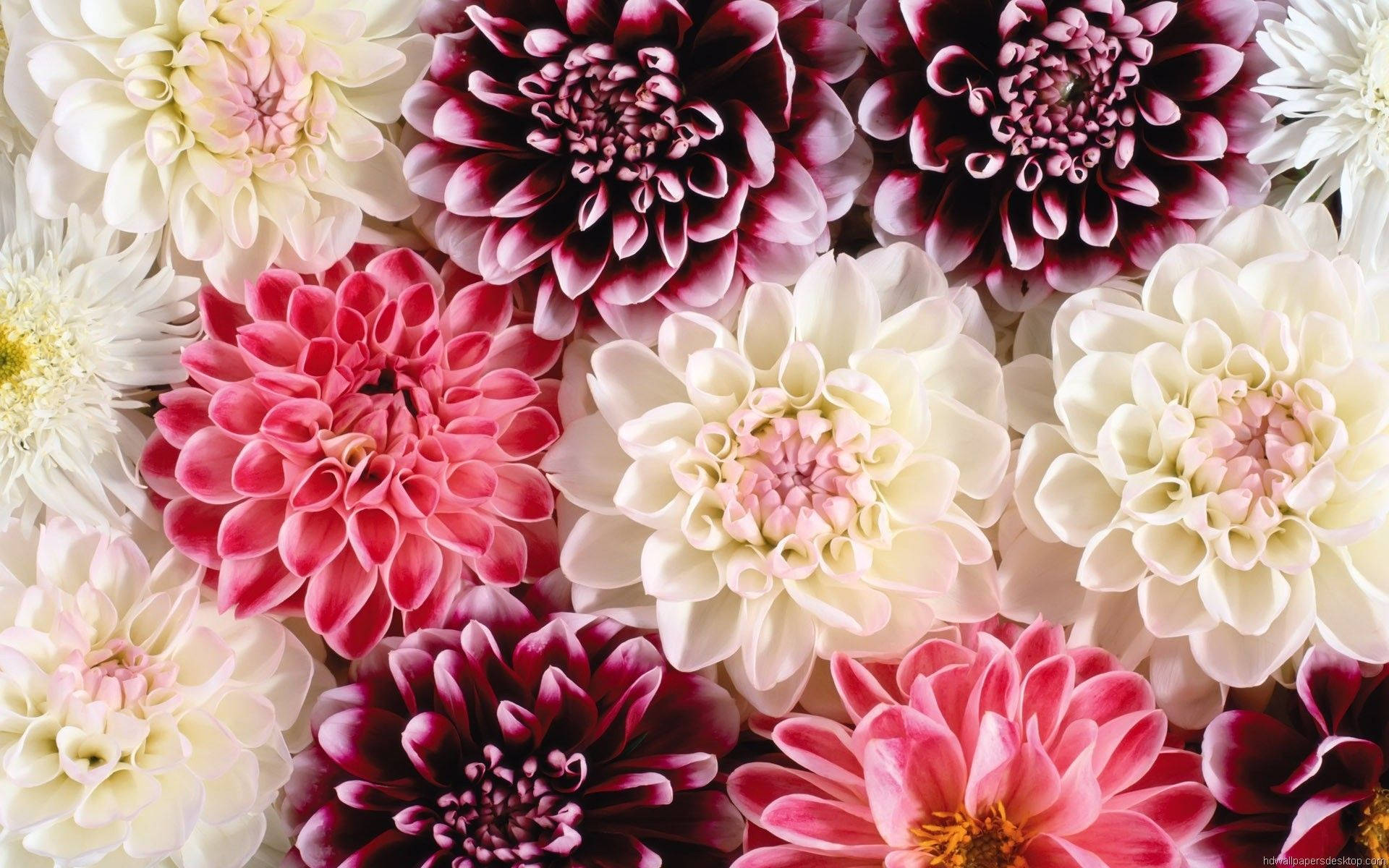 Flower Garden 桌布 壁紙 — 各種粉紅色、白色和酒紅色的大麗花近距離特寫，排列成密集的花卉圖案。