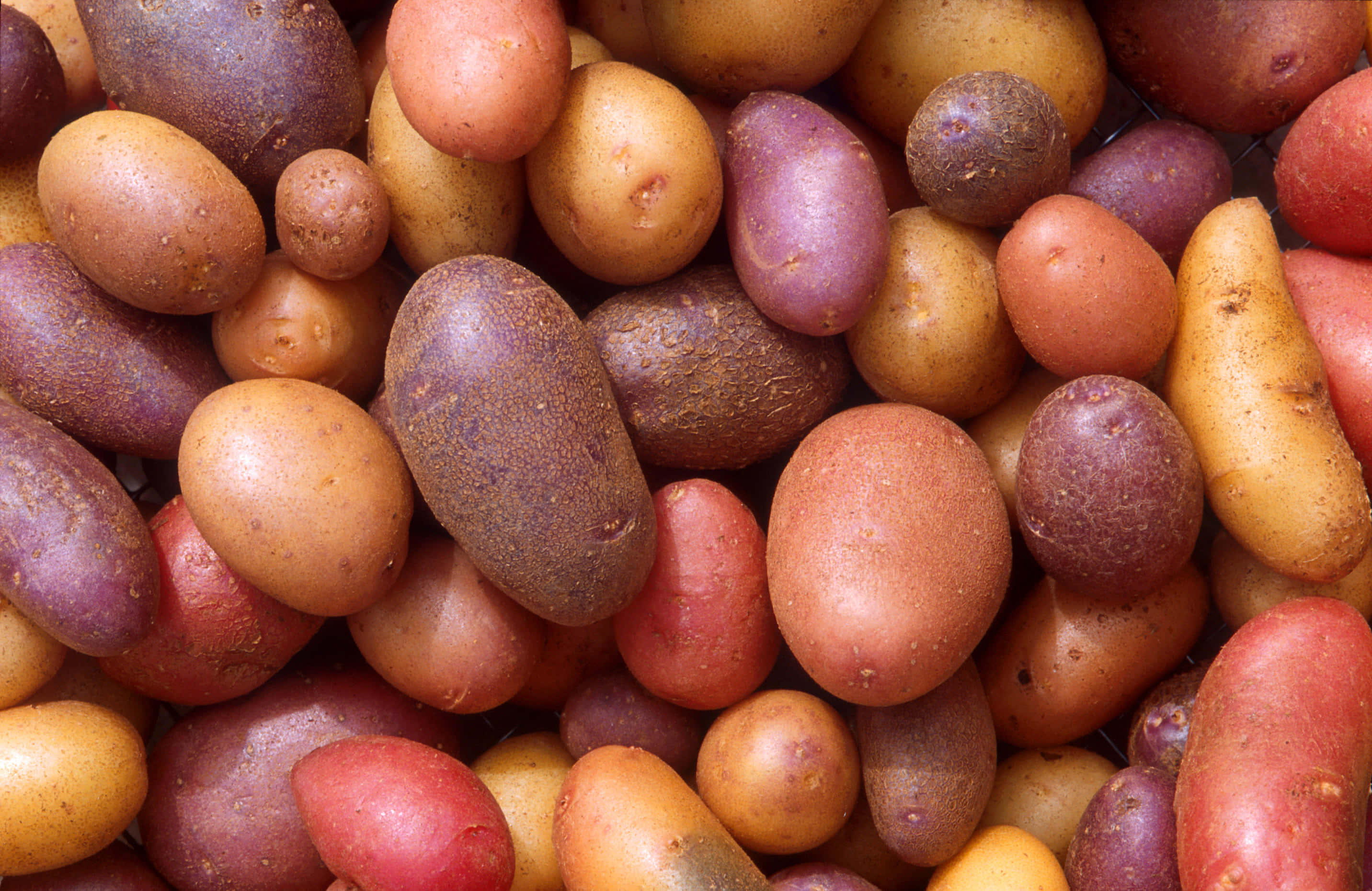 Potato 桌布 壁紙 — 各種色彩繽紛的馬鈴薯特寫，呈現紅色、紫色、黃色和棕色色調，表皮紋理清晰可見。