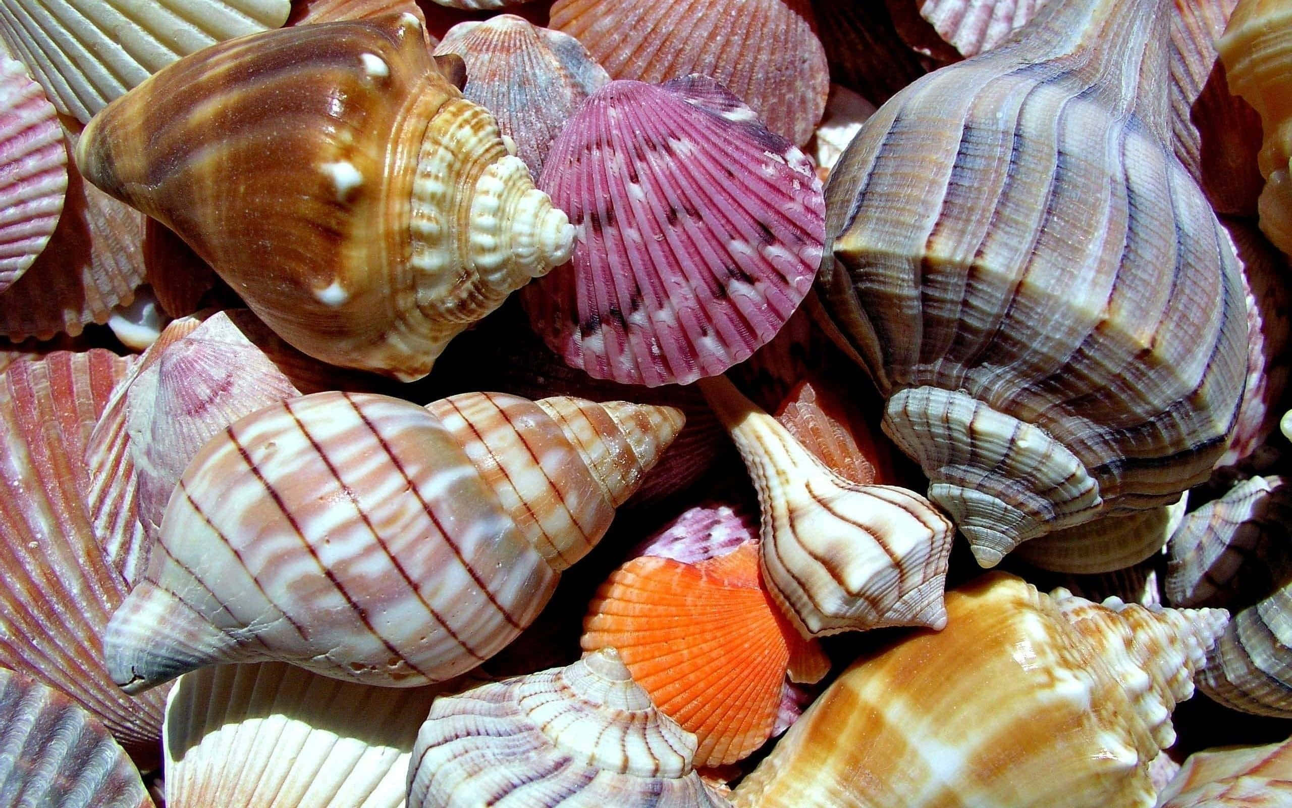 Shell 桌布 壁紙 — 各種貝殼的鮮明特寫，呈現溫暖色調及複雜圖案與紋理。