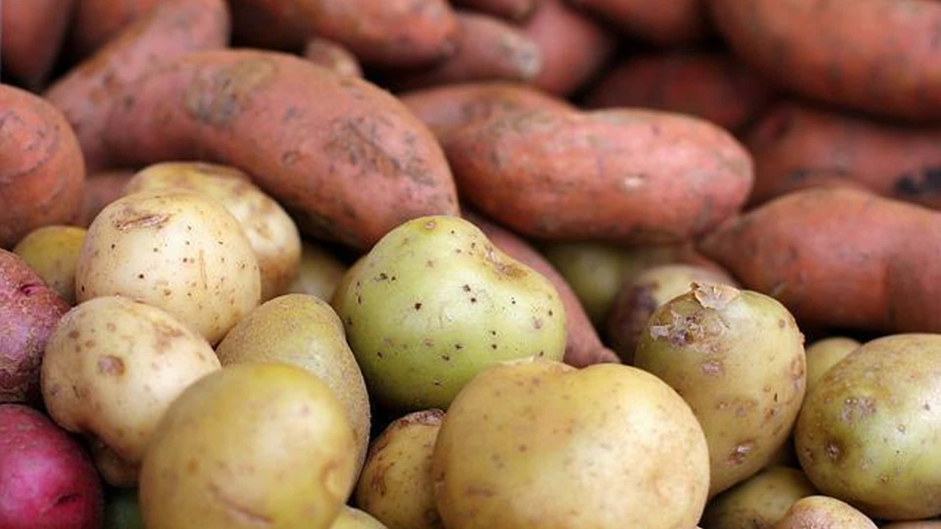 Yellow Sweet Potato 桌布 壁紙 — 各種馬鈴薯和番薯的特寫，帶有泥土質感和自然瑕疵。