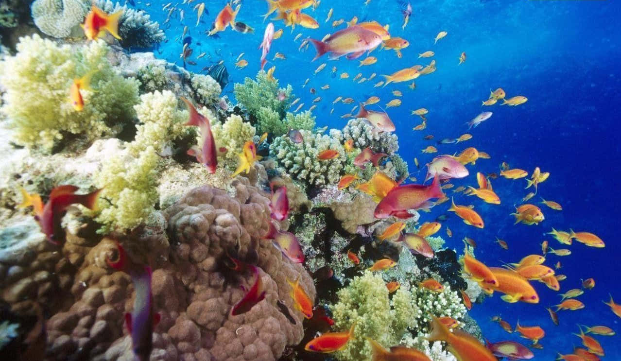 各色魚類海底圖 壁紙 — 鮮豔的橙色魚群在清澈藍色海水下的多彩珊瑚形成之間穿梭。