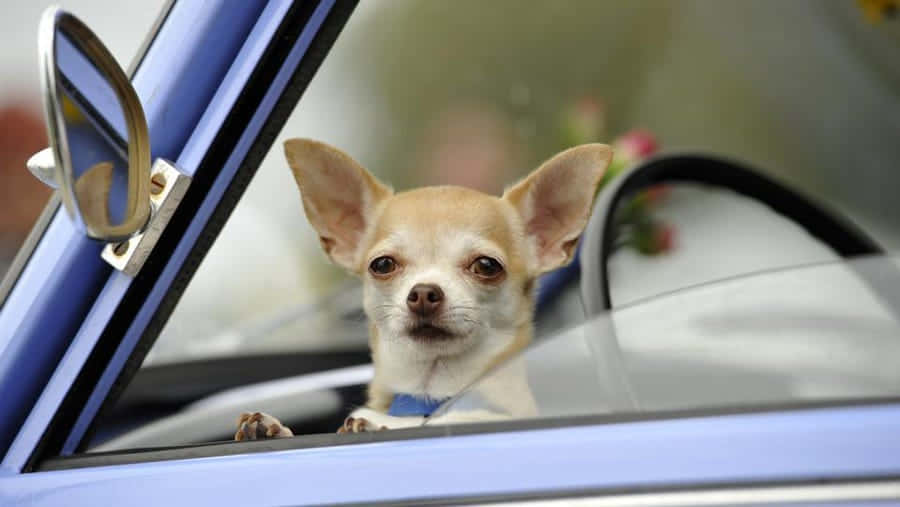 吉娃娃犬在車內的照片 壁紙 — 一隻好奇嘅芝娃娃從藍色車窗探出頭嚟，爪仔擱喺窗邊。