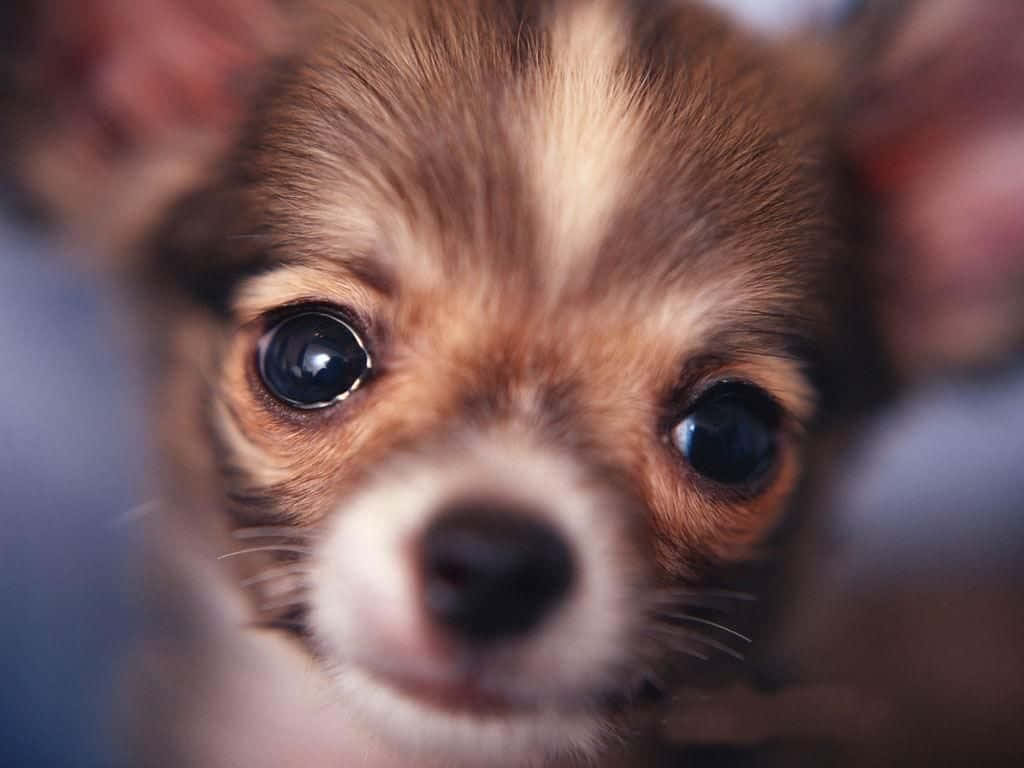一隻細小芝娃娃幼犬，擁有又大又黑的眼睛和棕色毛髮，看著鏡頭。