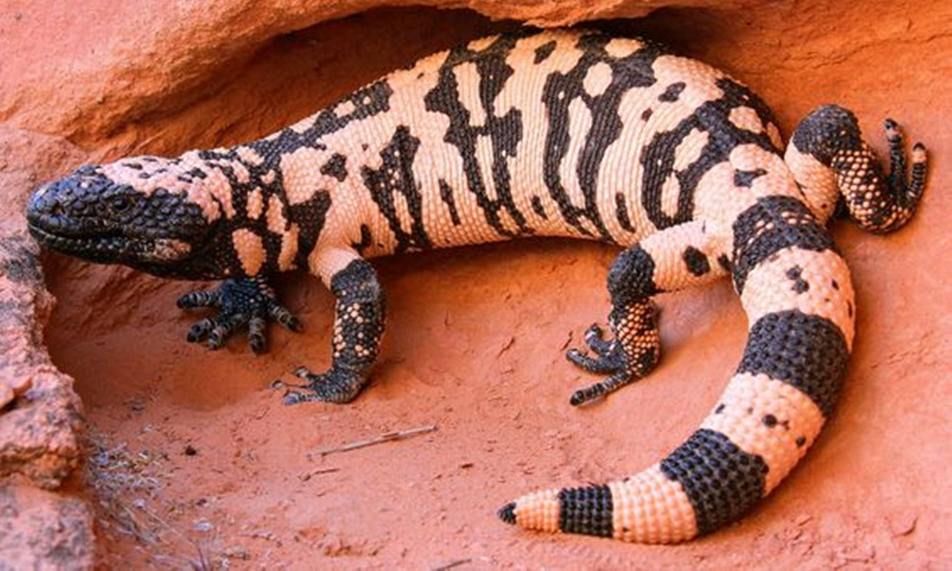帶有黑色和奶油色條紋的吉拉毒蜥在紅色岩石裂縫中