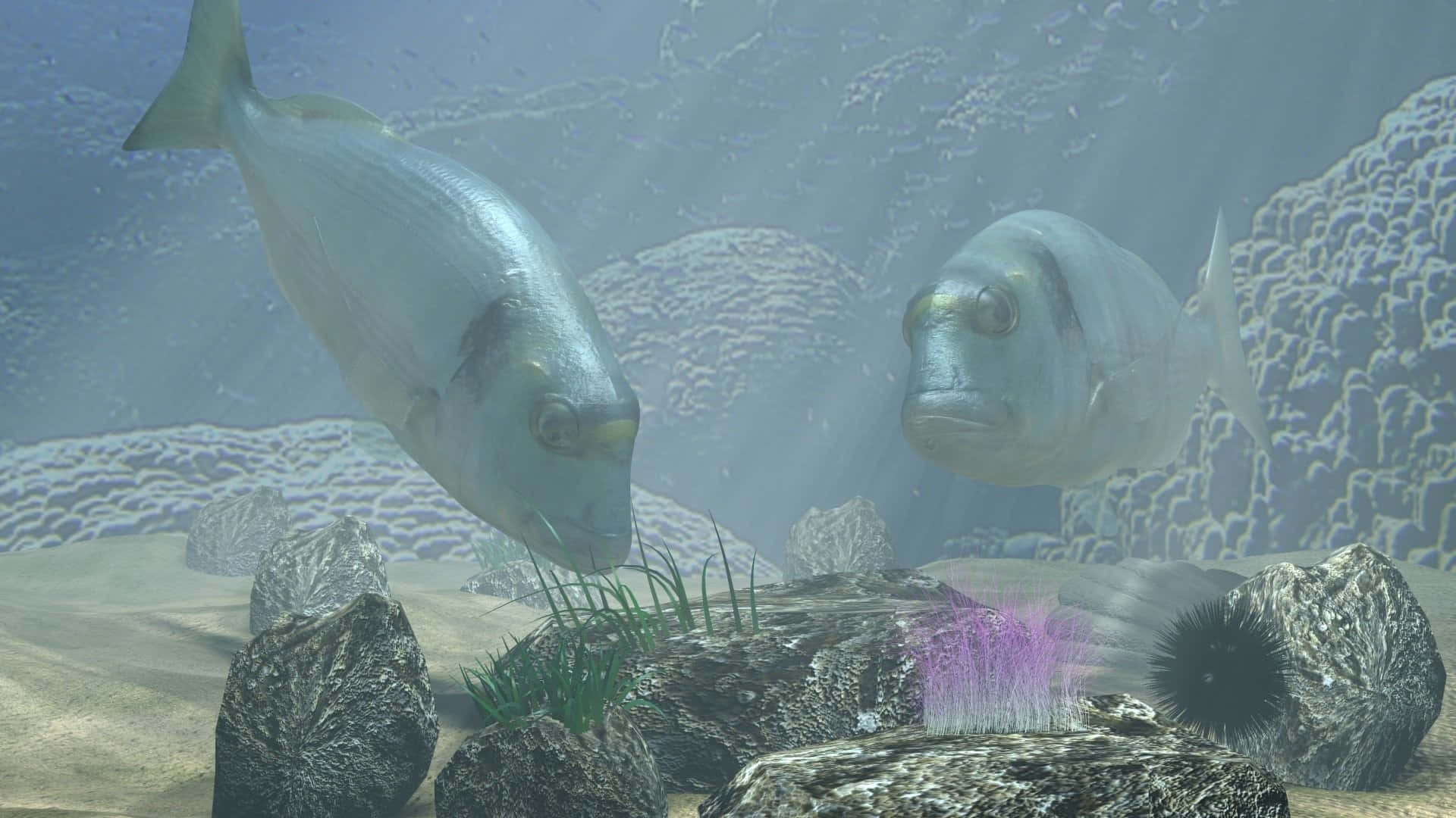 兩條銀色魚喺岩石海底上滑行，海底有紫色珊瑚同綠色海藻。