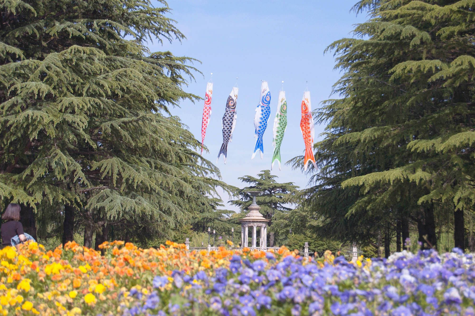 名古屋鶴舞花園 壁紙 — 色彩繽紛的鯉魚風箏在晴朗藍天下，飛翔於由高大常綠樹木環繞的花壇之上。