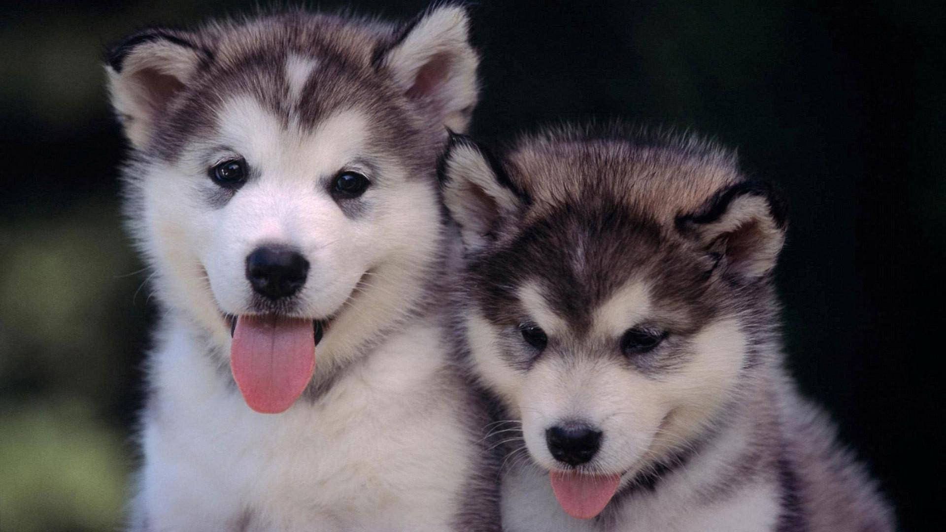 兩隻毛茸茸的哈士奇幼犬伸出舌頭看著相機 — 可愛狗狗gif 壁紙