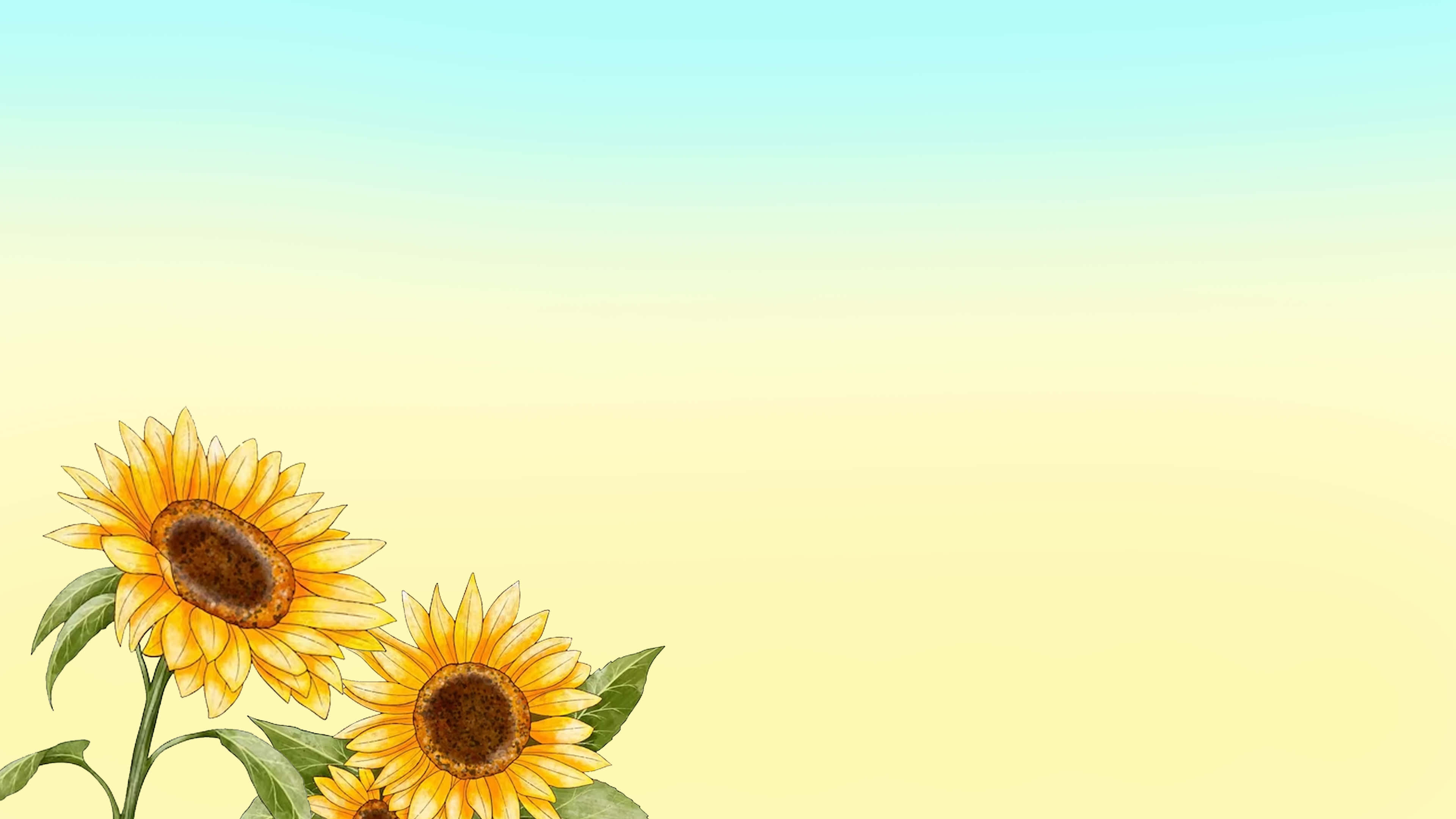 向日葵 3840 x 2160 背景 壁紙