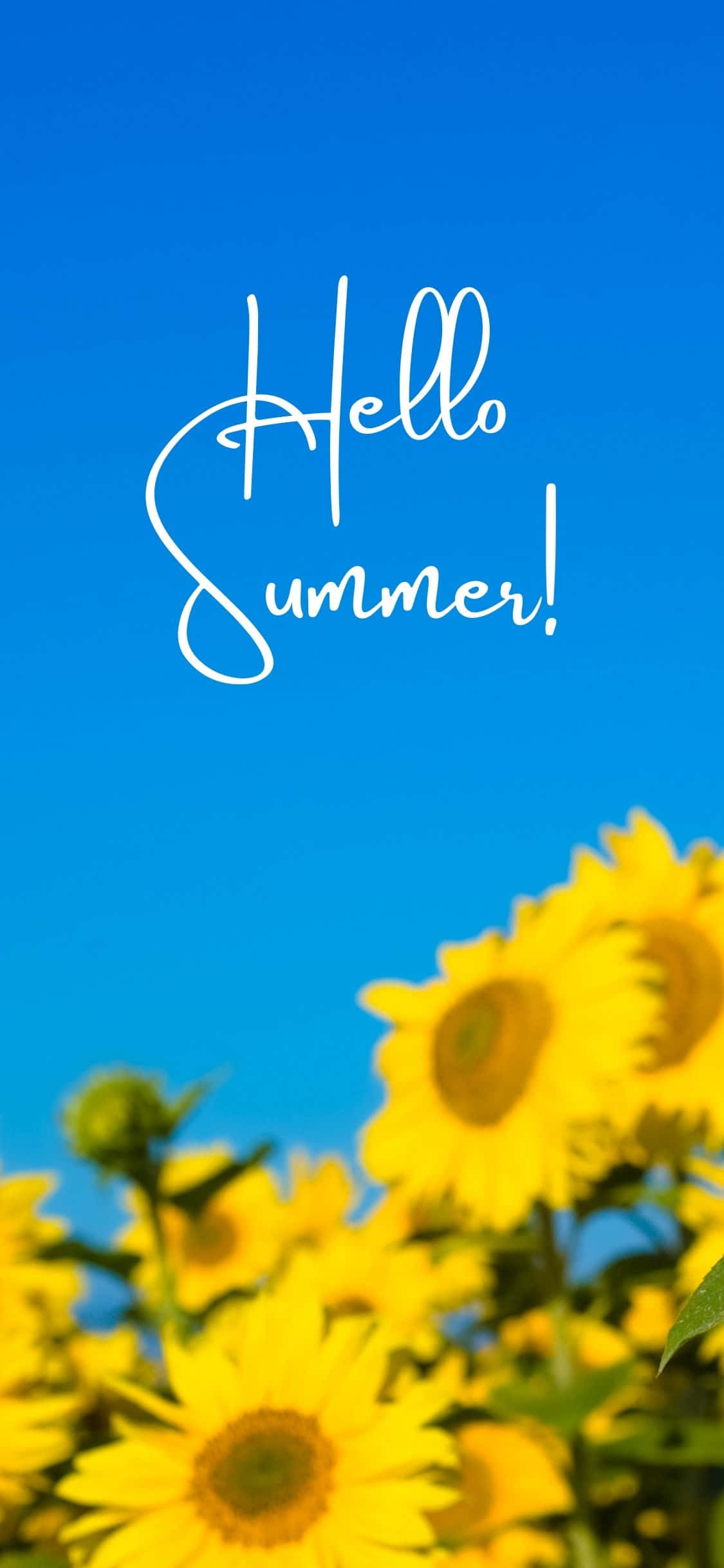 向日葵 iPhone X 夏日背景 壁紙 — 鮮豔的向日葵在清澈的藍天下盛開，優雅的白色草書文字寫著Hello Summer!