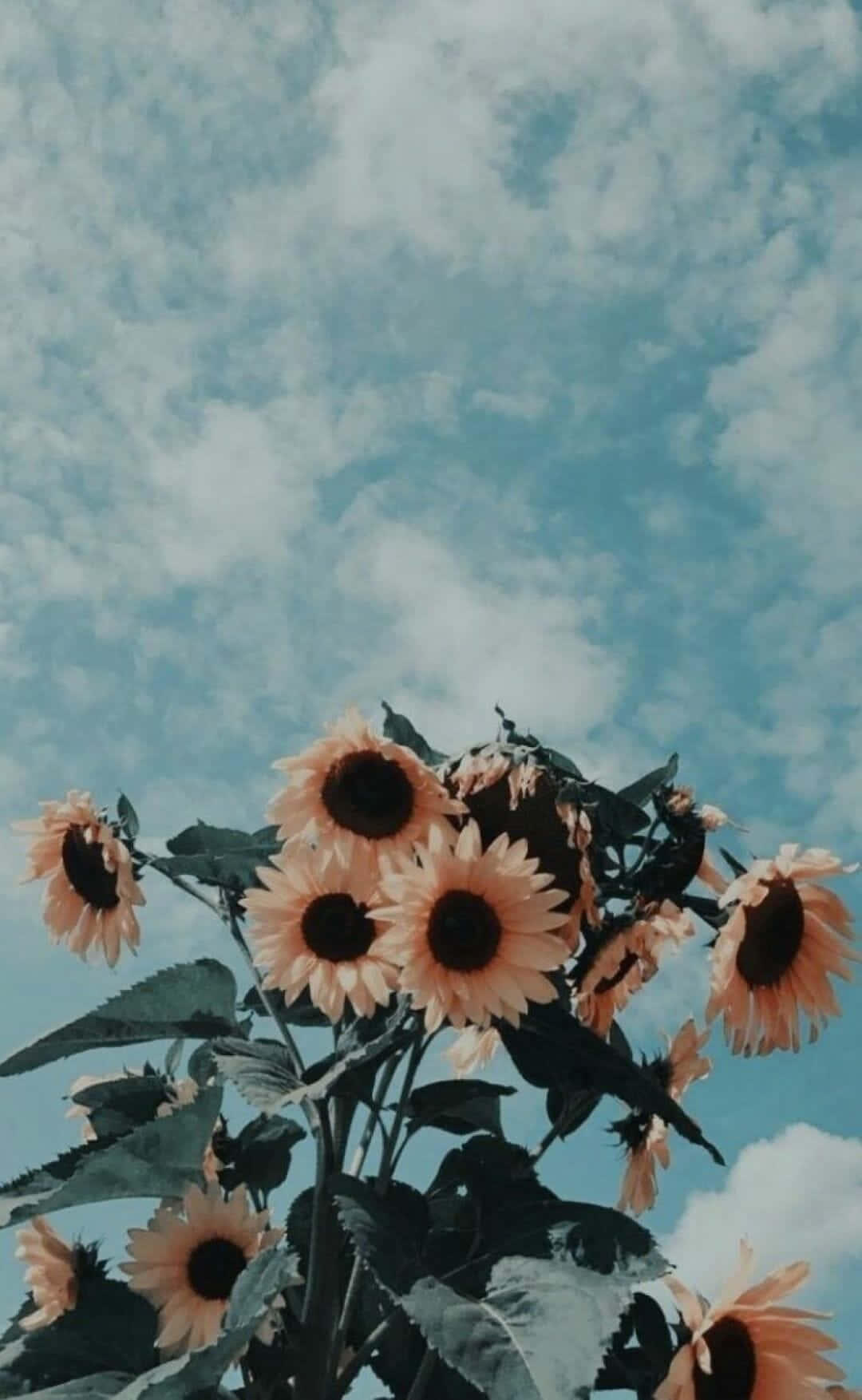 向日葵伸向多雲的藍天，帶有復古濾鏡效果。