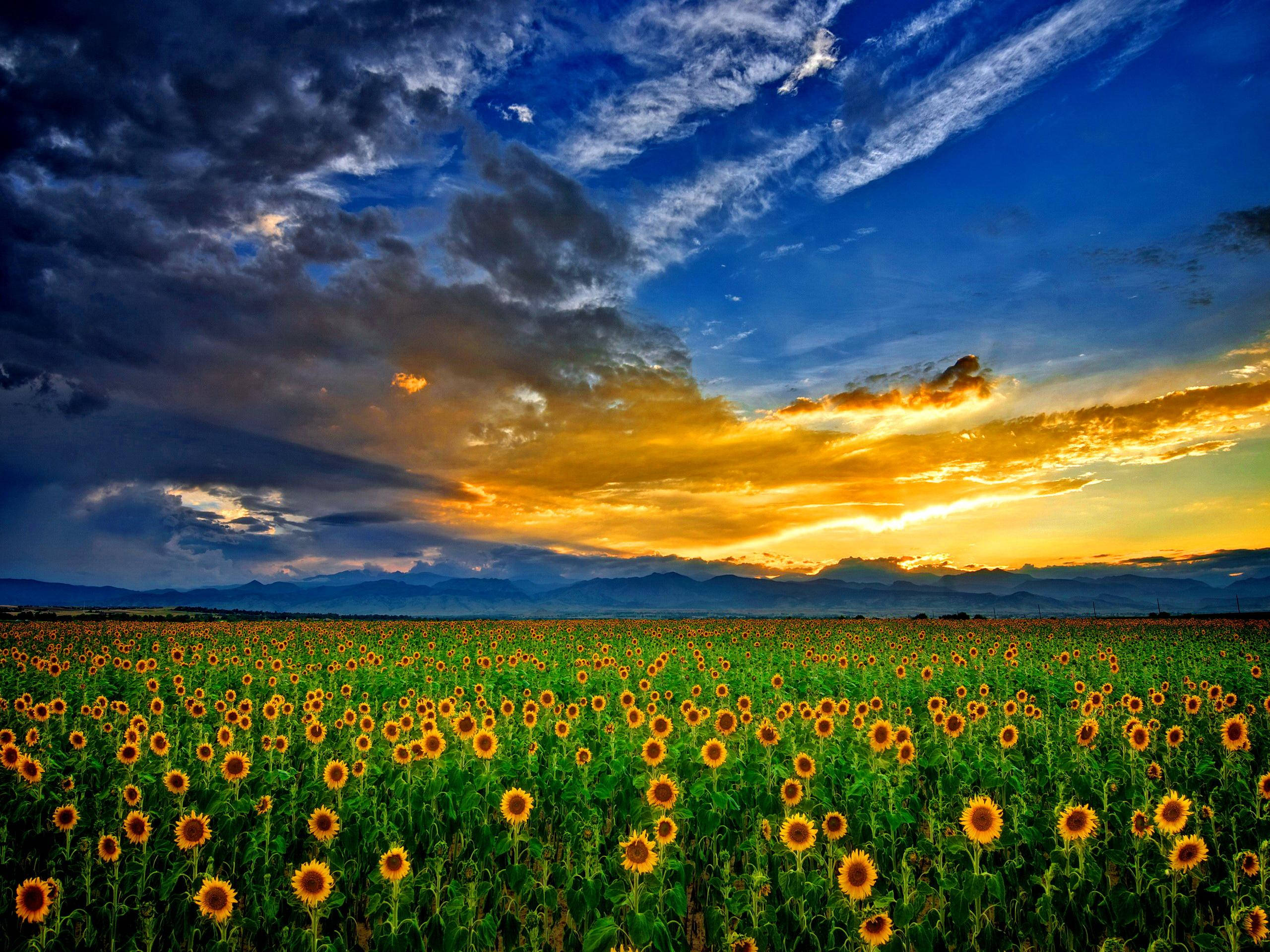 向日葵田夕照天空 壁紙 — 廣闊的向日葵田在戲劇性的日落天空下延伸，伴隨著金色的雲朵和遠山。