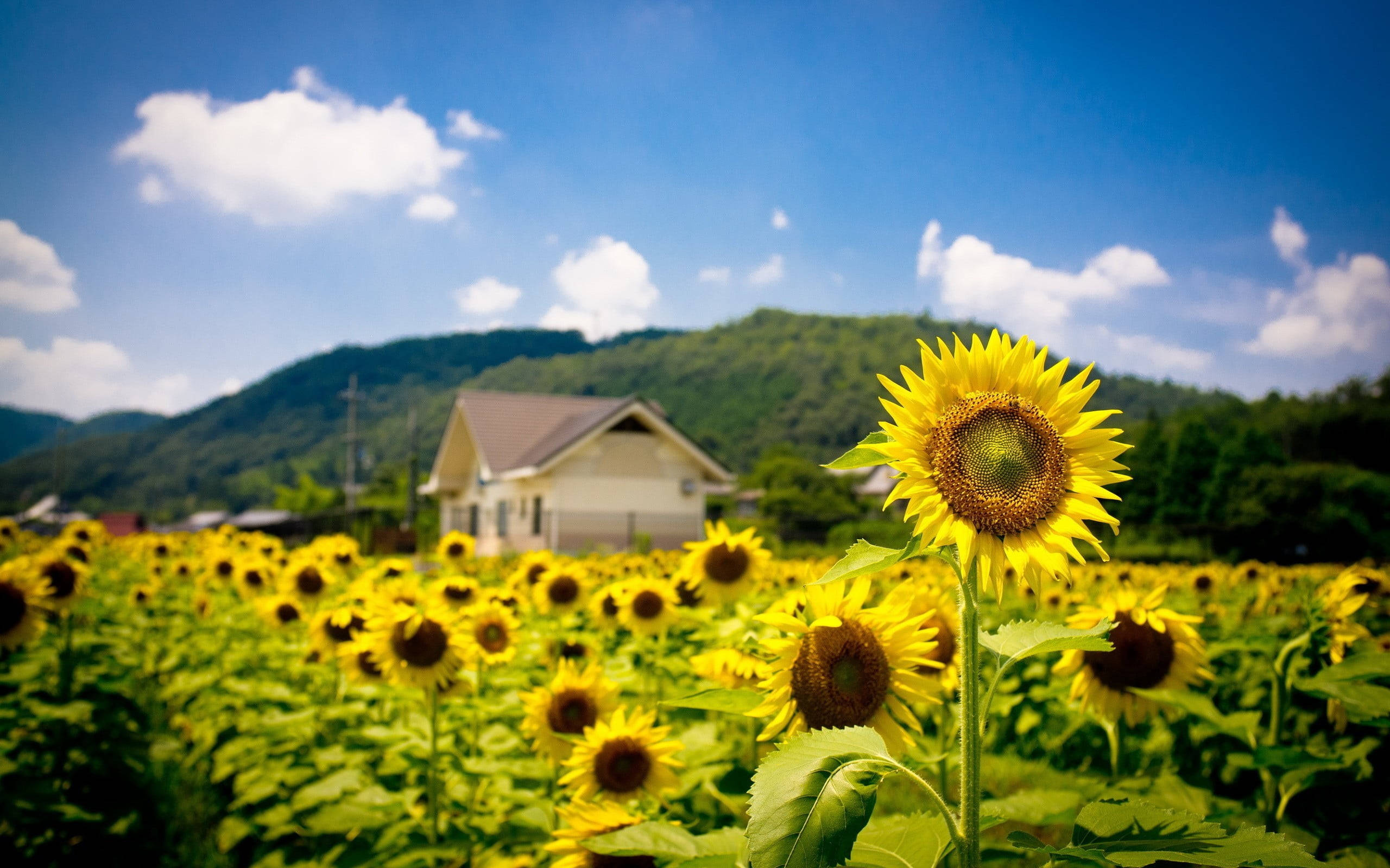 向日葵田背景模糊屋舍 壁紙 — 一片充滿活力的向日葵田向著農舍延伸，上方是晴朗的藍天和蓬鬆的白雲。