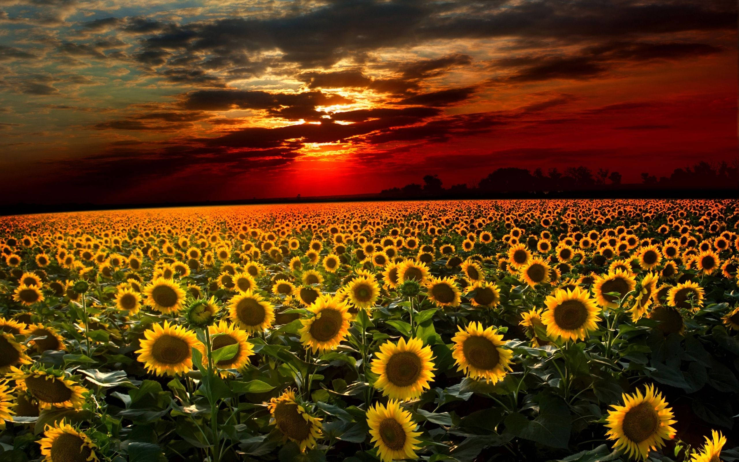 向日葵花田烈日夕照 壁紙 — 廣闊的向日葵田向著火燒般的夕陽天空延伸，天空中有戲劇性的雲彩。