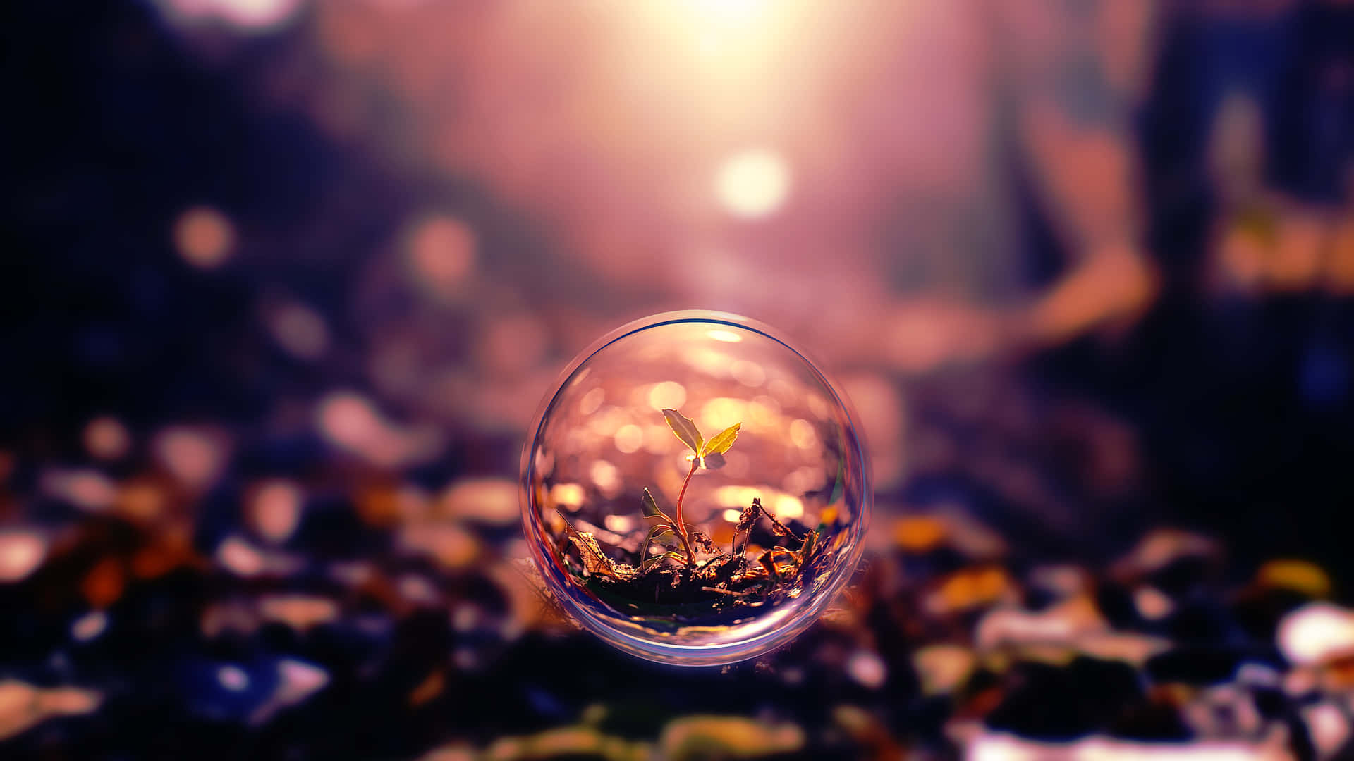 含植物的氣泡橫向背景 壁紙 — 一顆嬌嫩的幼苗在溫暖的金色光芒下，於彩色卵石床上的玻璃球內生長。