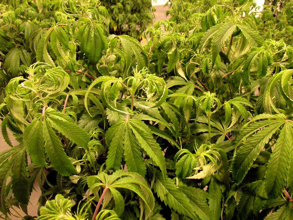 在人工照明下室內生長的鮮綠色大麻植物的特寫。