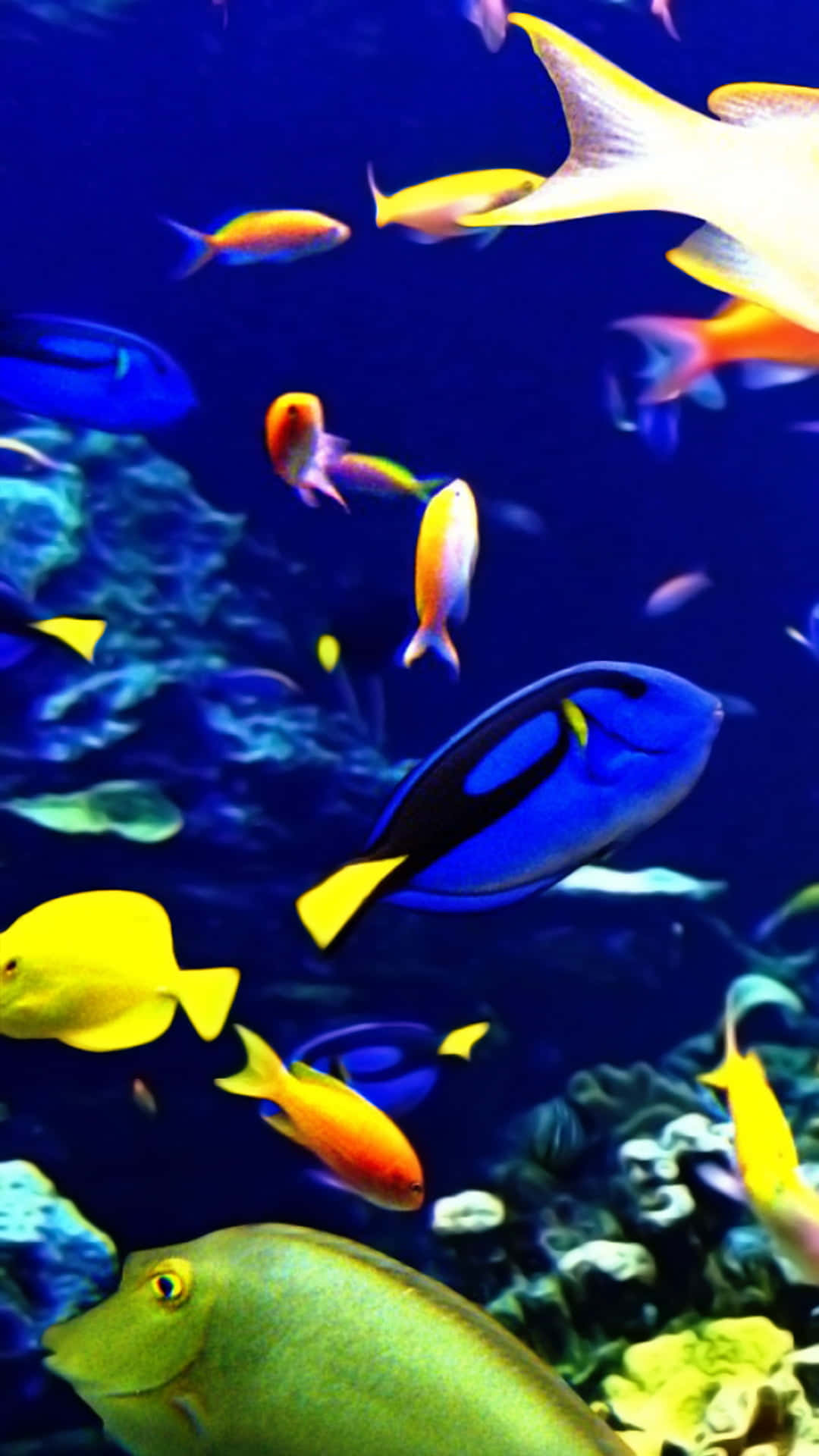 色彩繽紛的熱帶魚在深藍色海水中穿梭於珊瑚之間。