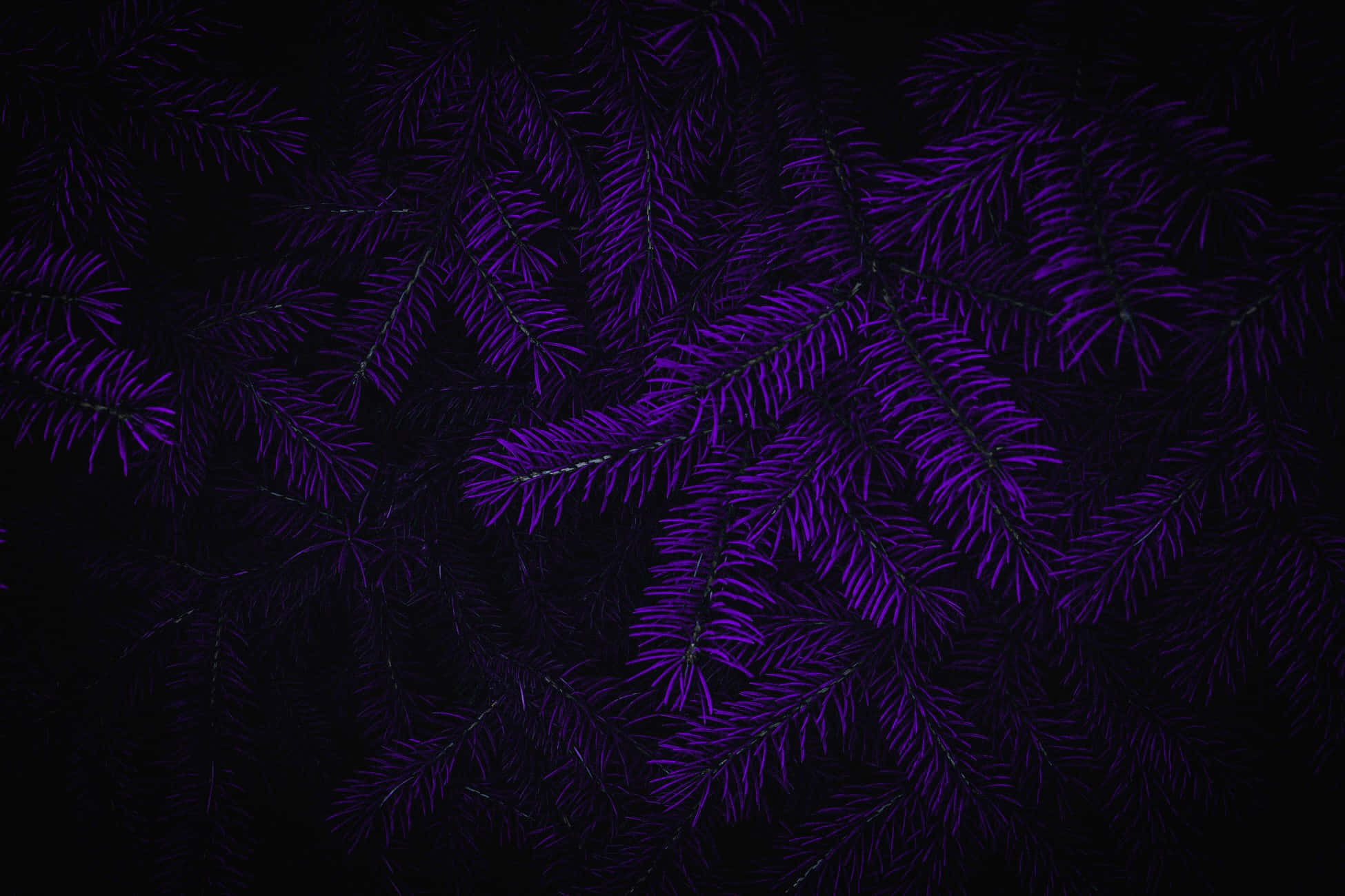 吸睛的黑與紫背景 壁紙 — 充滿活力的紫色松針在深黑色背景上發光，形成一種陰鬱的抽象圖案。