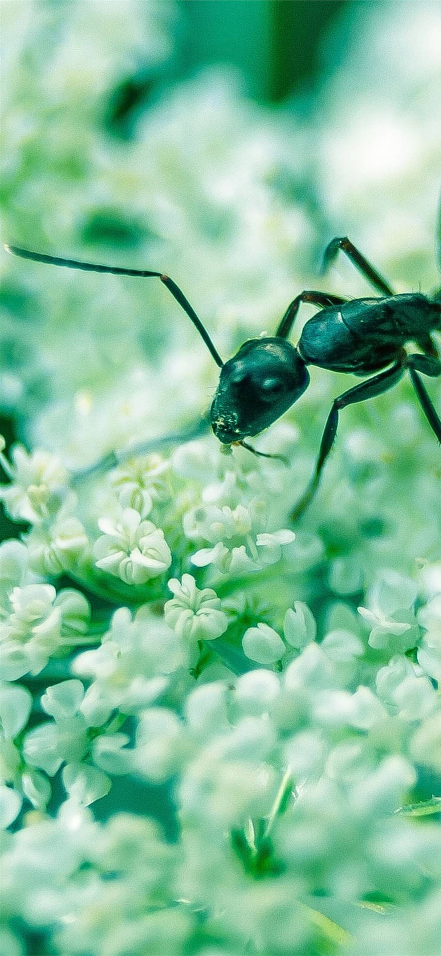 綠背景上白花中的黑蟻